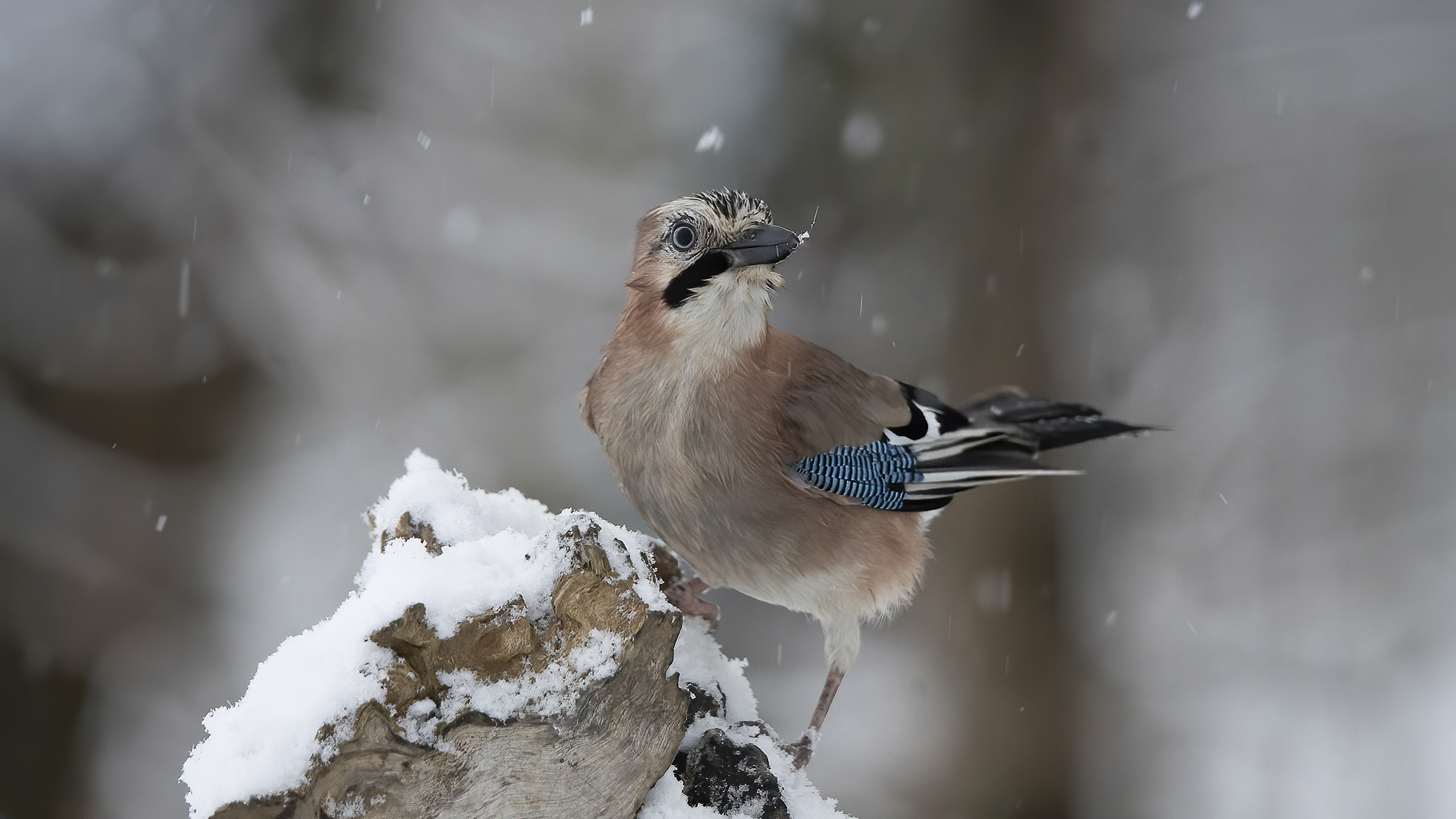 Giandaia Municipality