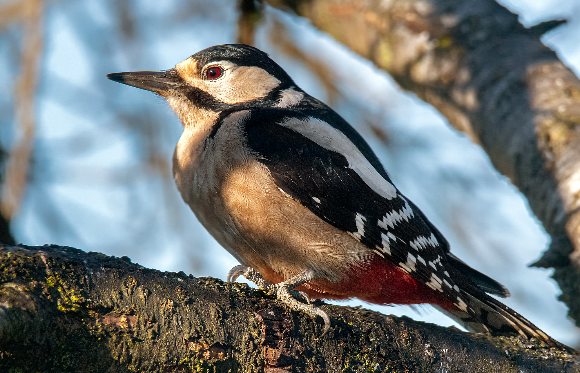 Red woodpecker