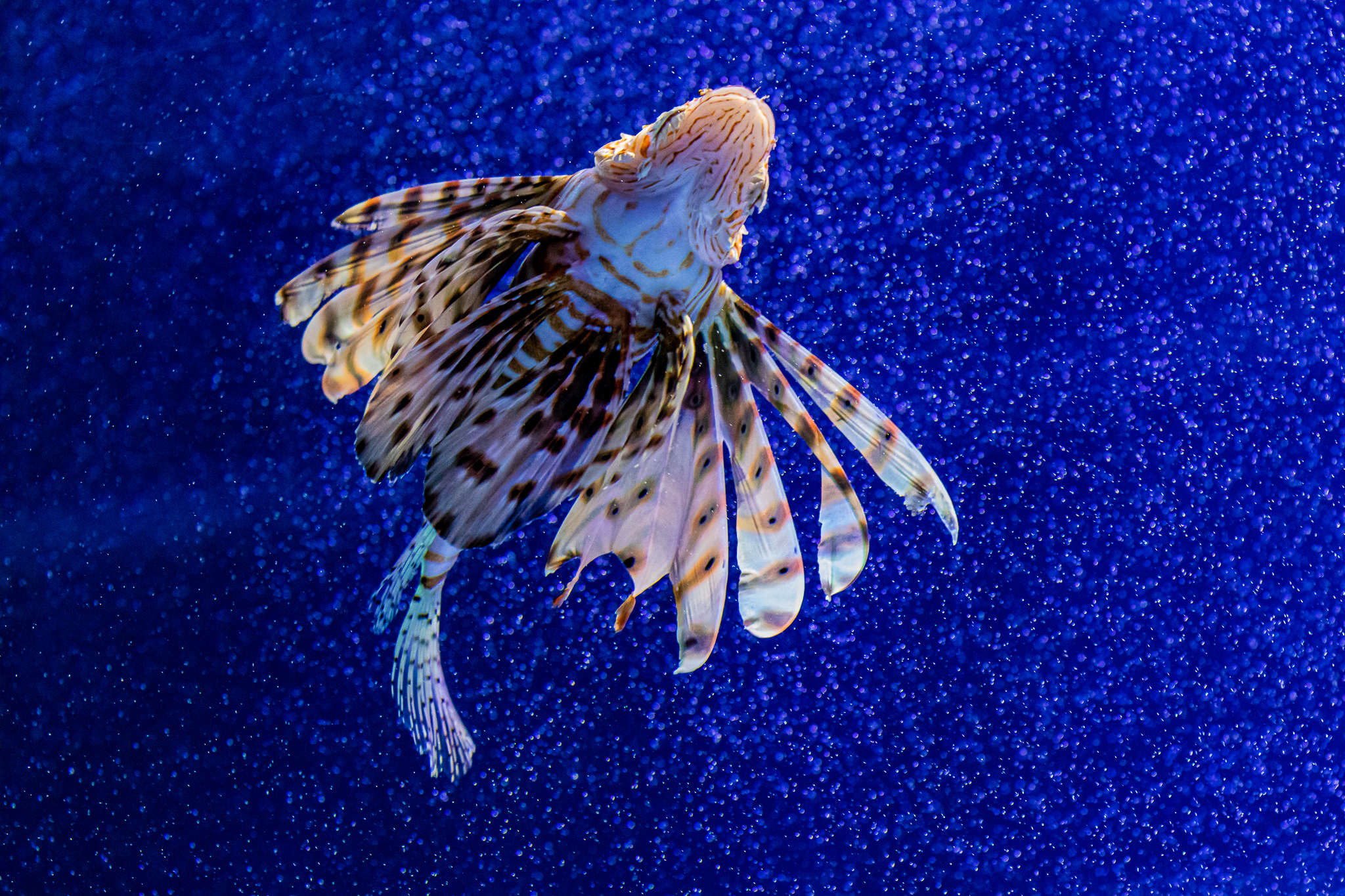 Come volasse in un cielo stellato