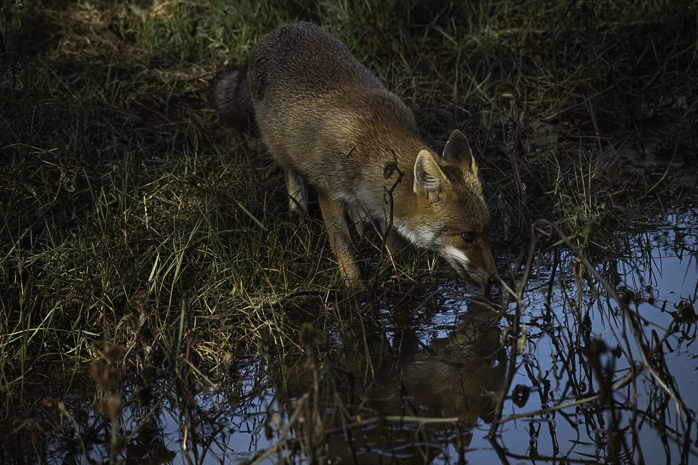 la volpe e lo stagno