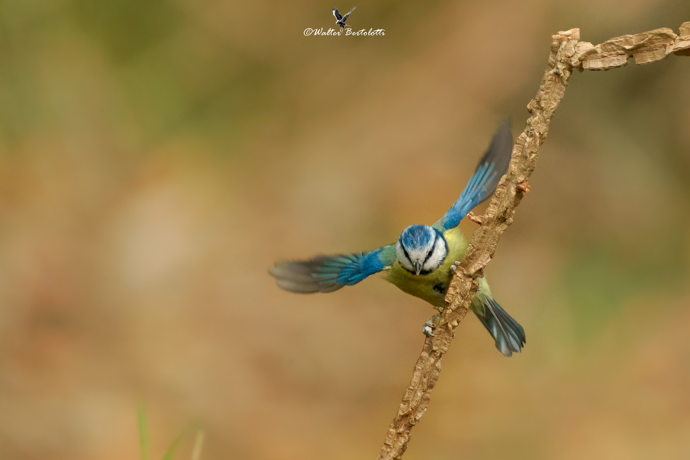 CINCIARELLA AT THE END OF THE YEAR