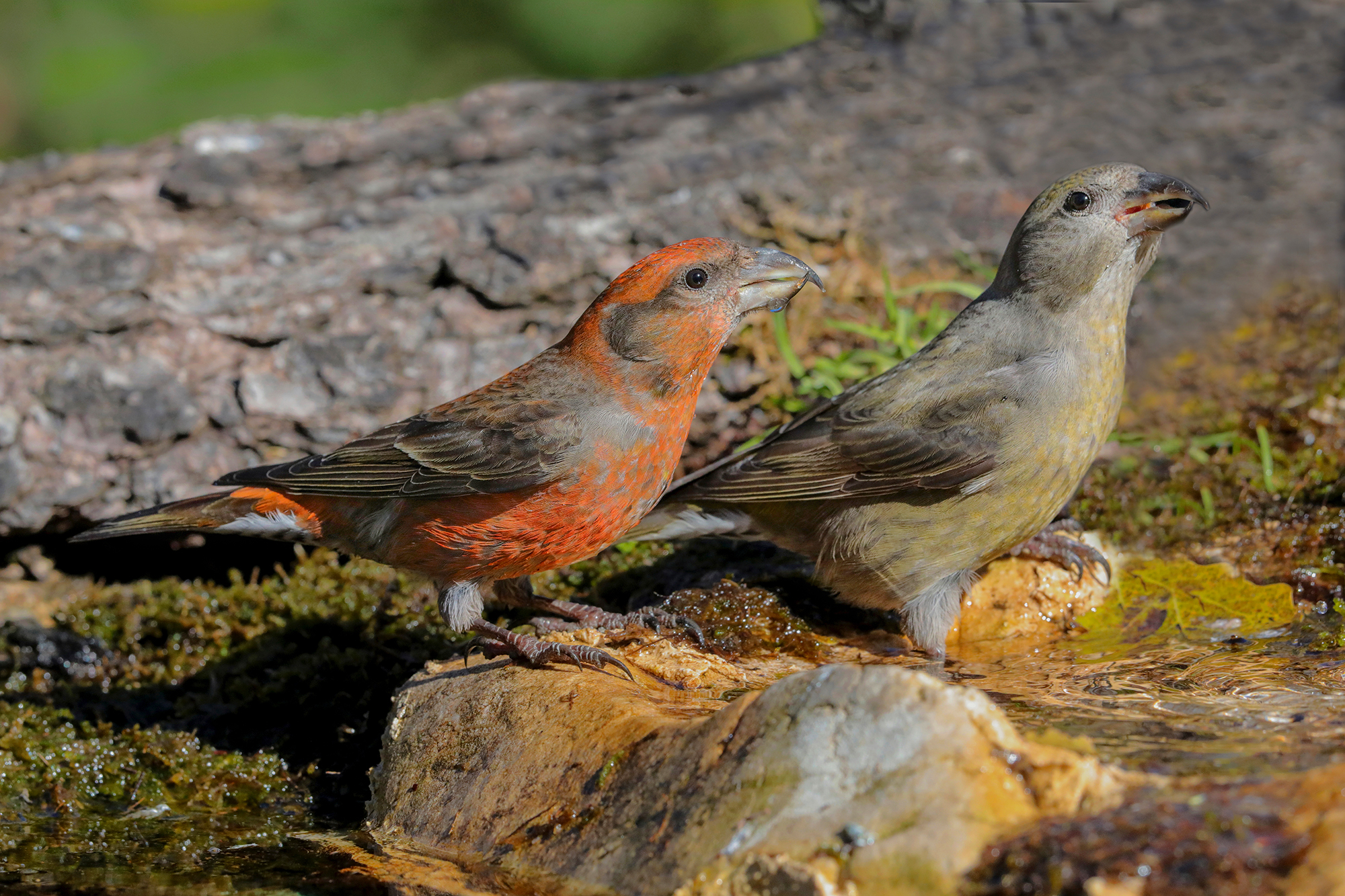 macchie di colore, coppia di crocieri