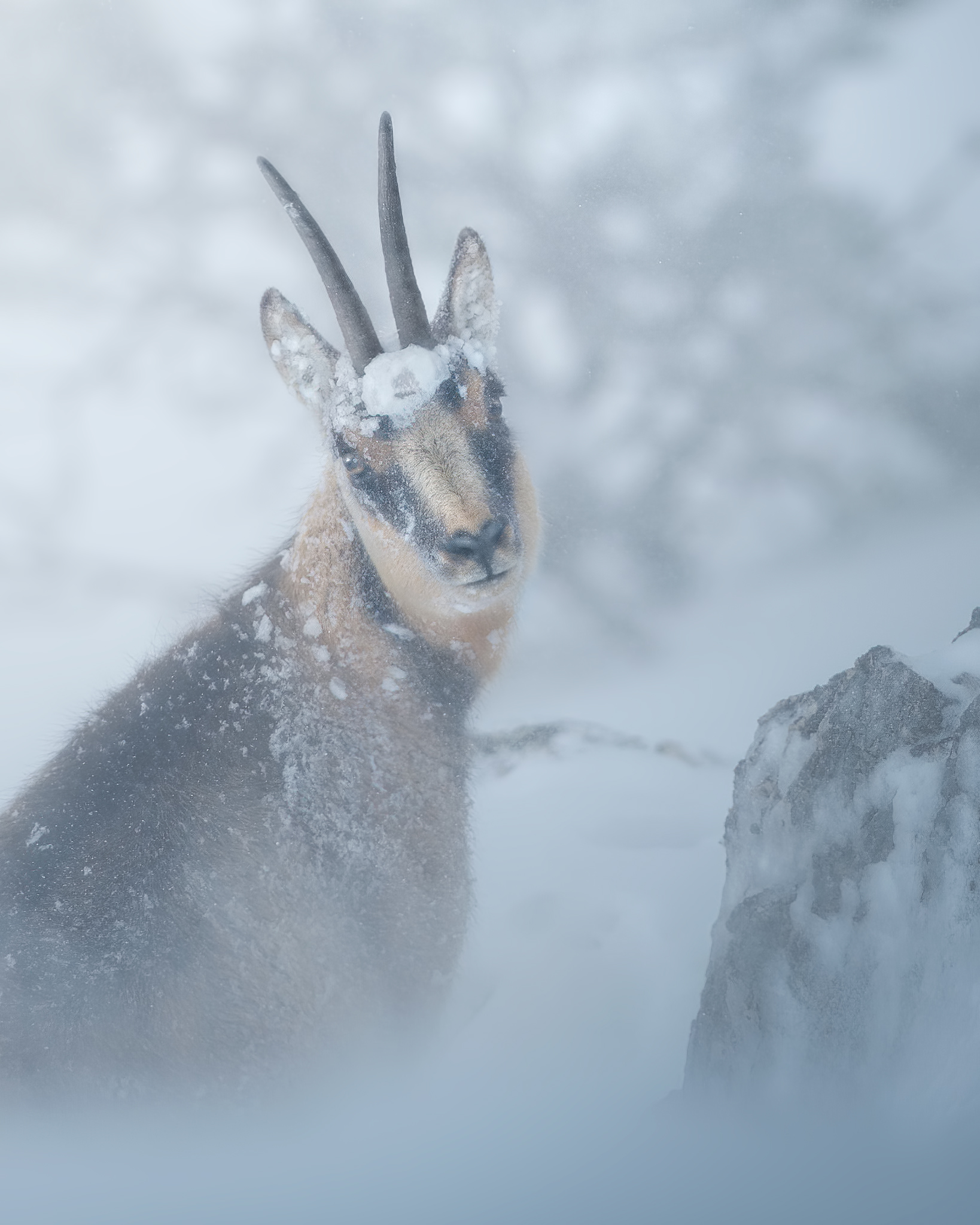Il camoscio delle nevi