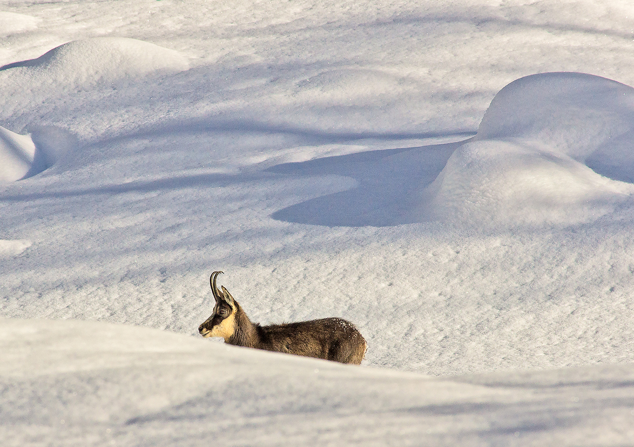 camoscio in valnontey
