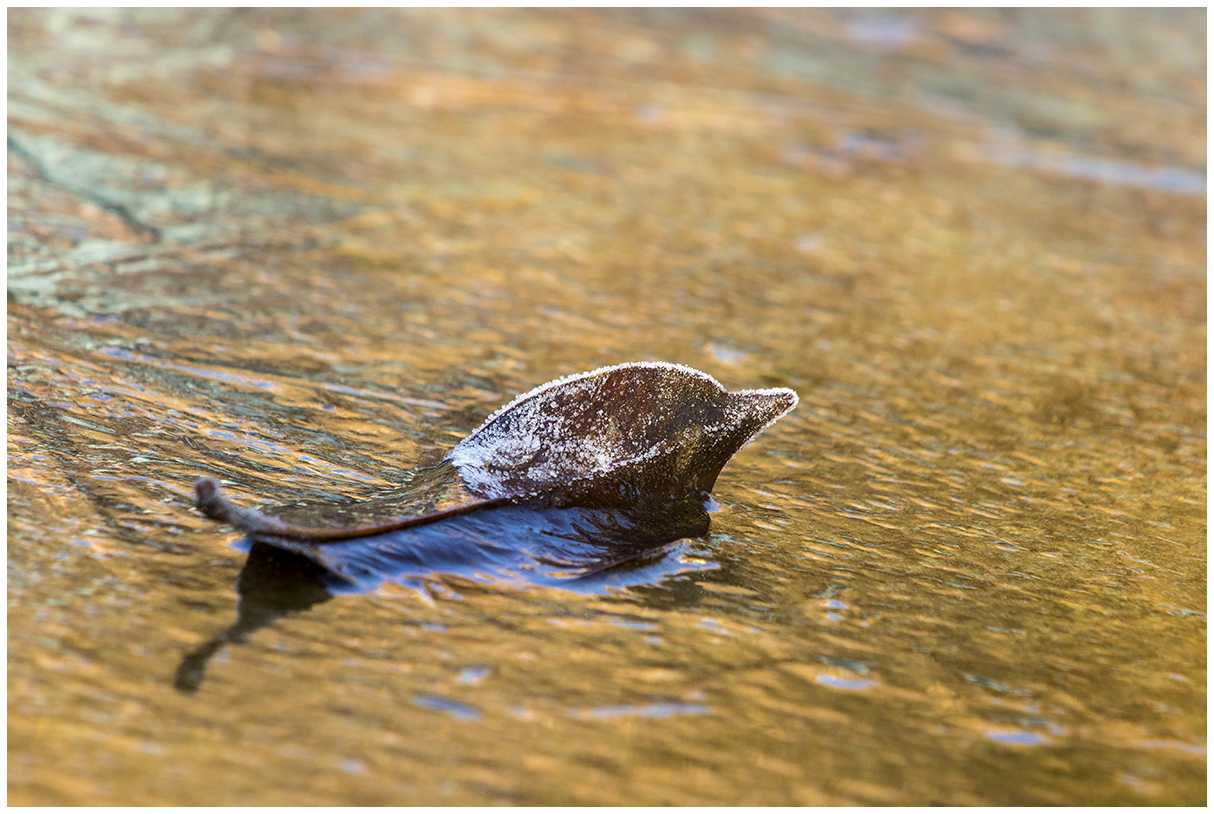 dolphin-shaped leaf.