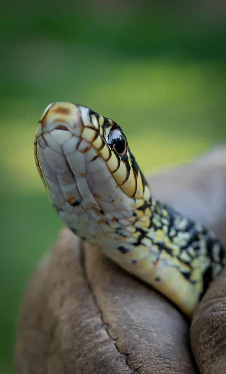 Snake