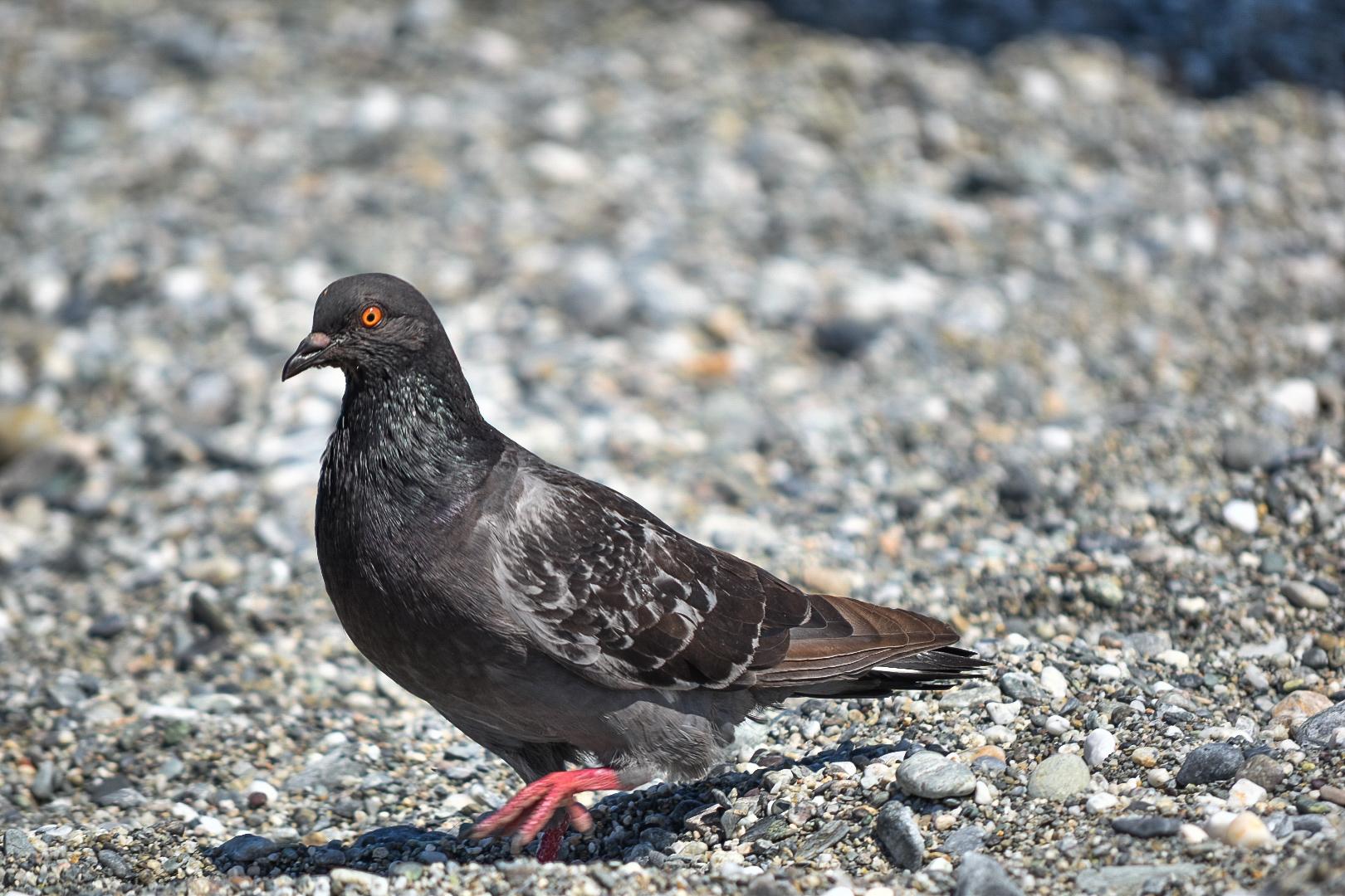Pigeon at sea