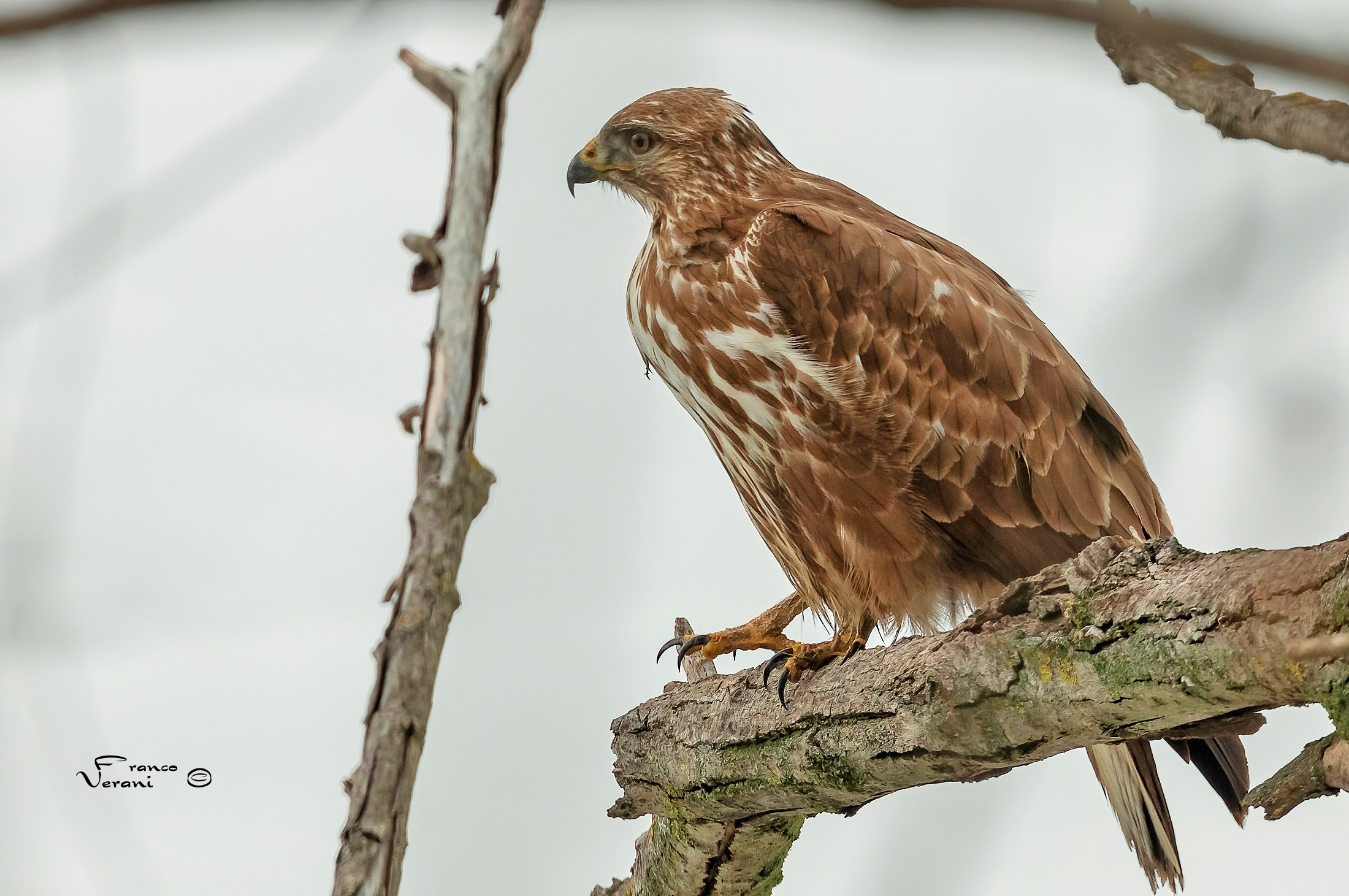 Poiana Buteo Buteo