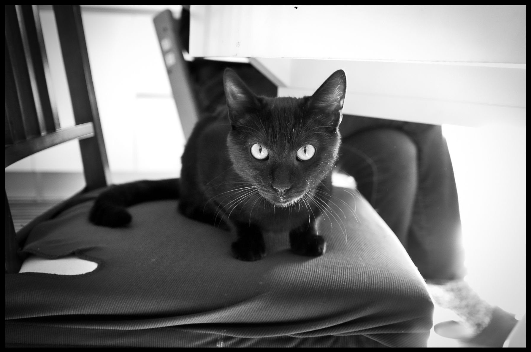 Cat in the Chair