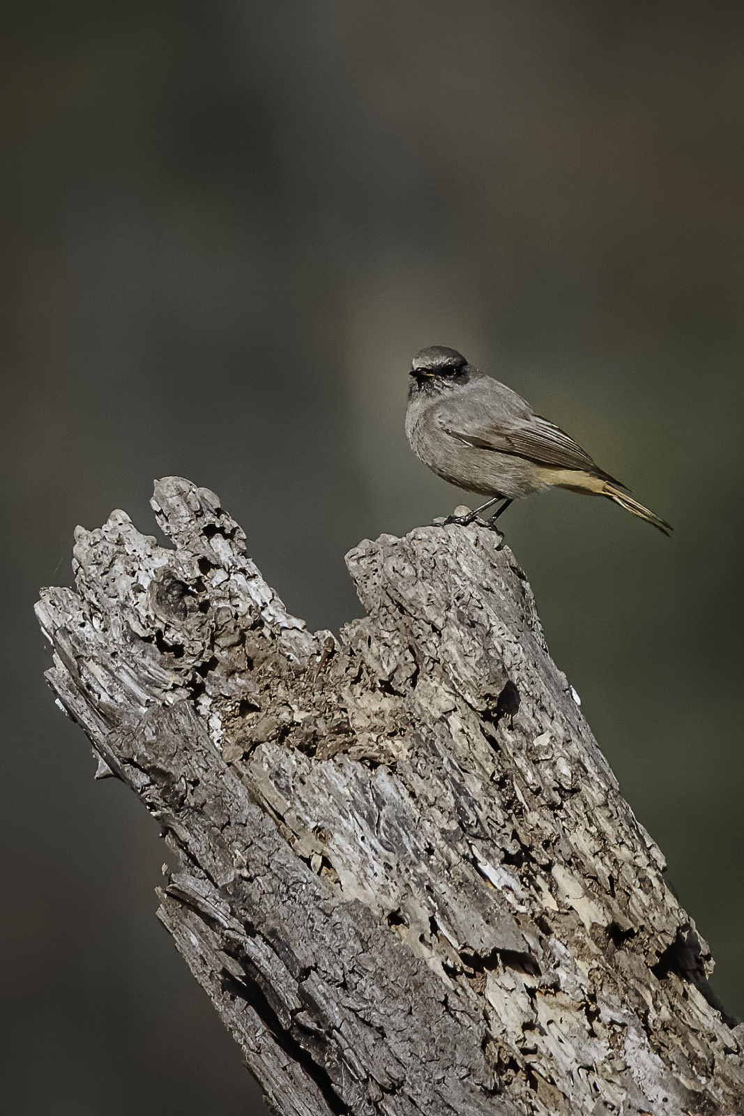 codirosso spazzacamino
