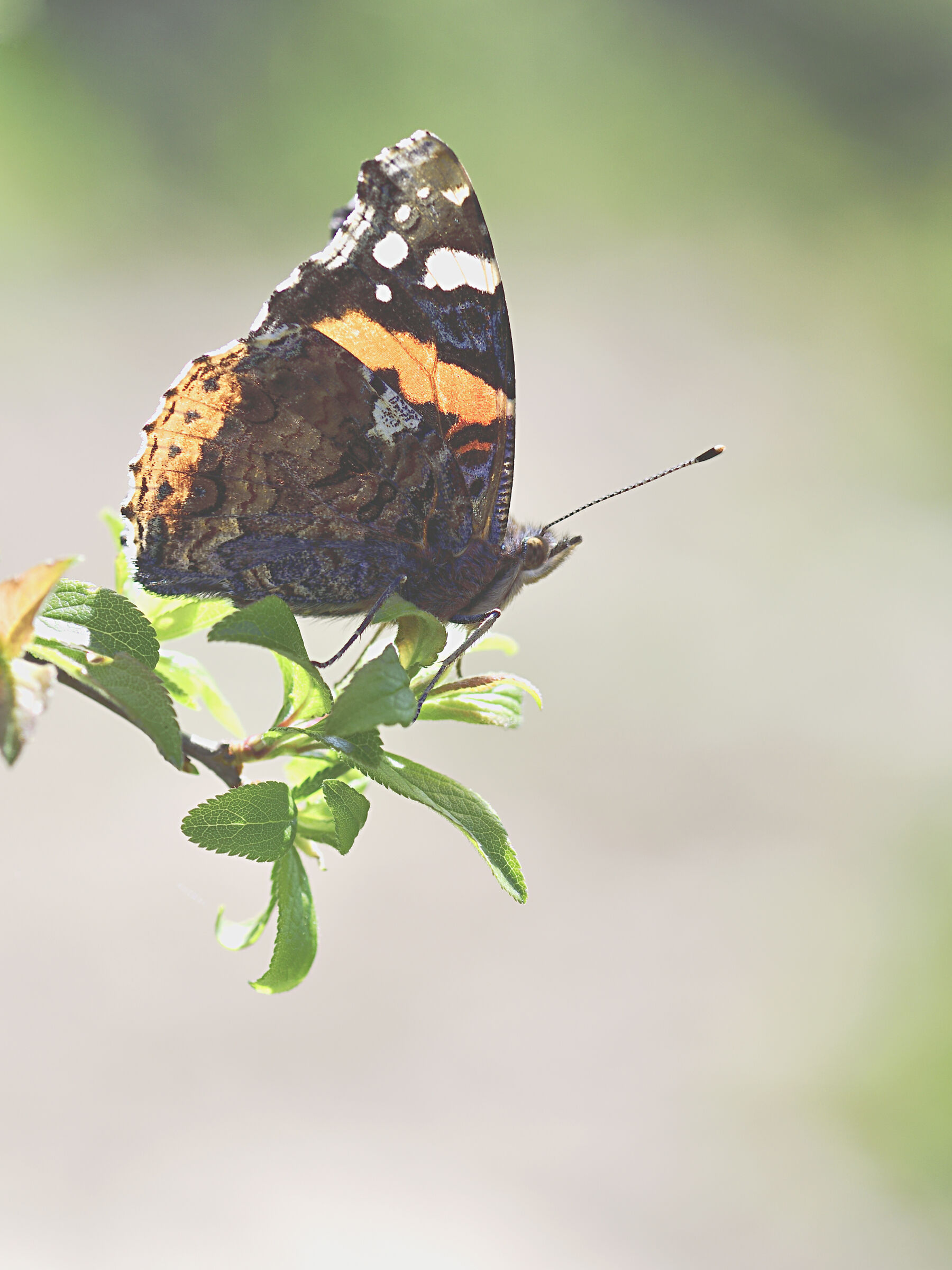 vanessa atalanta
