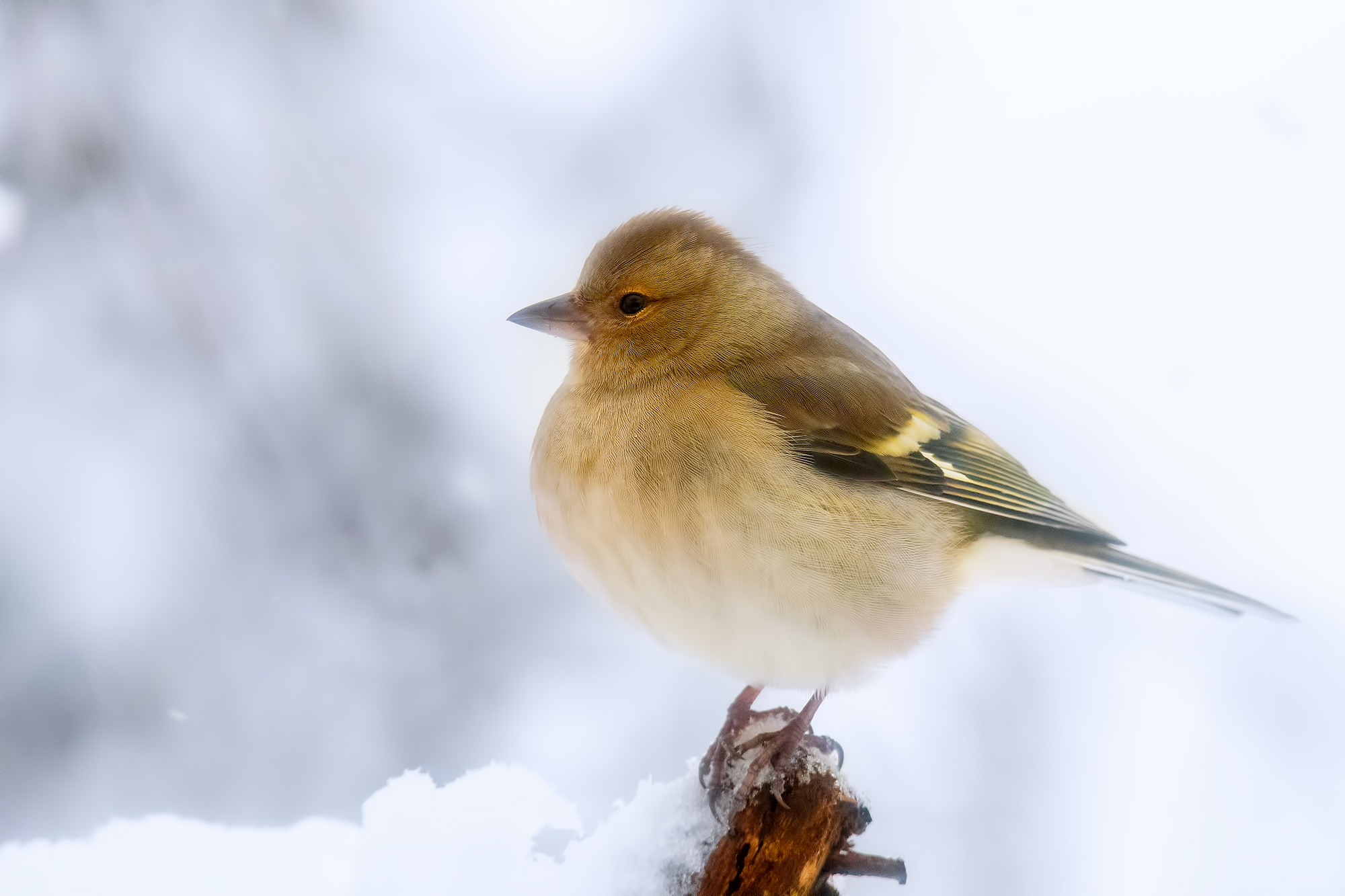 Chaffinch
