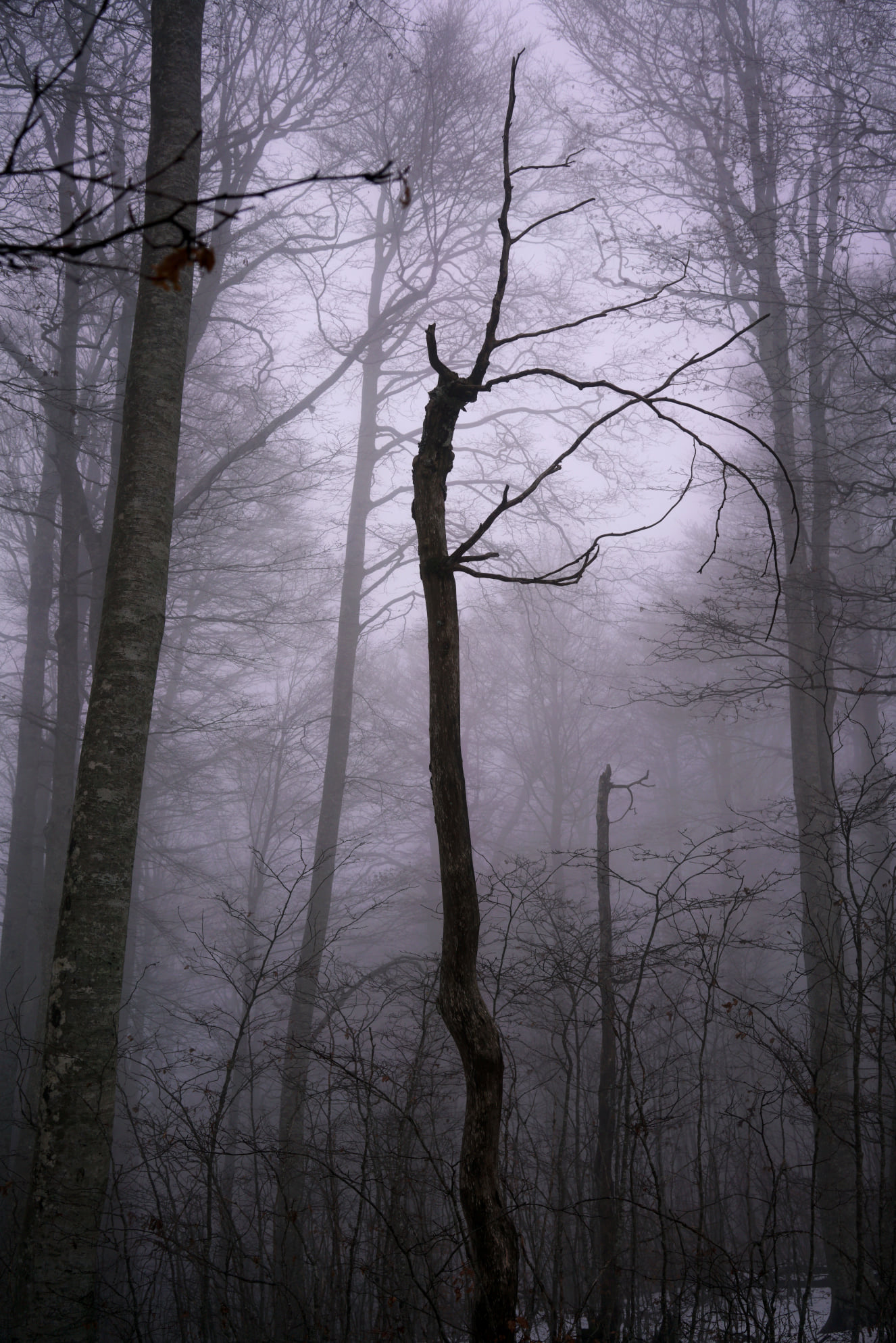 Foresta Vetusta di Cozzo Ferriero