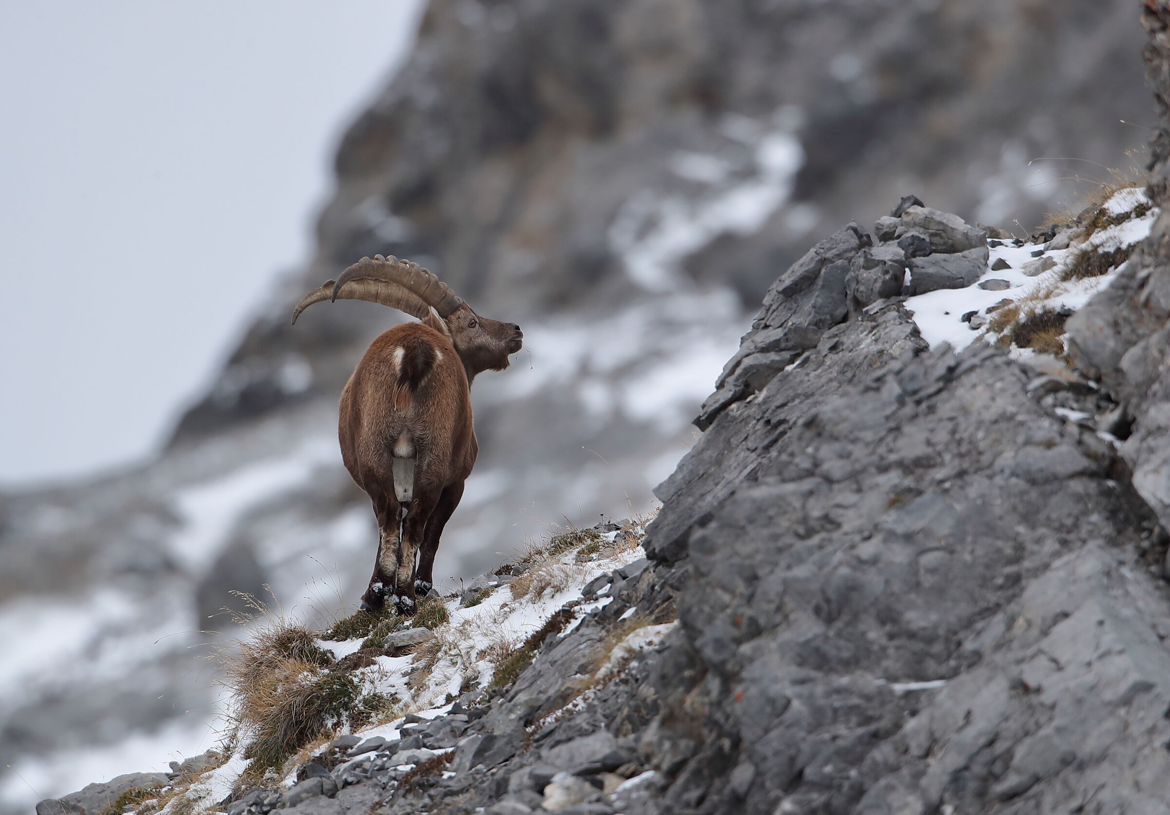 Ibex