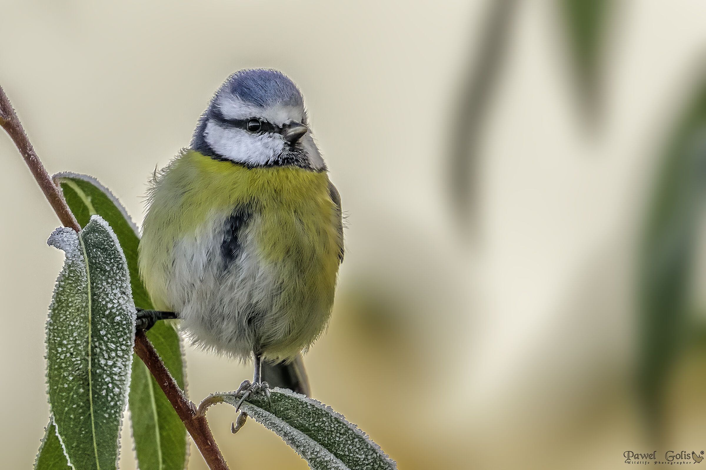 Tit blu eurasiatica (Cyanistes caeruleus)