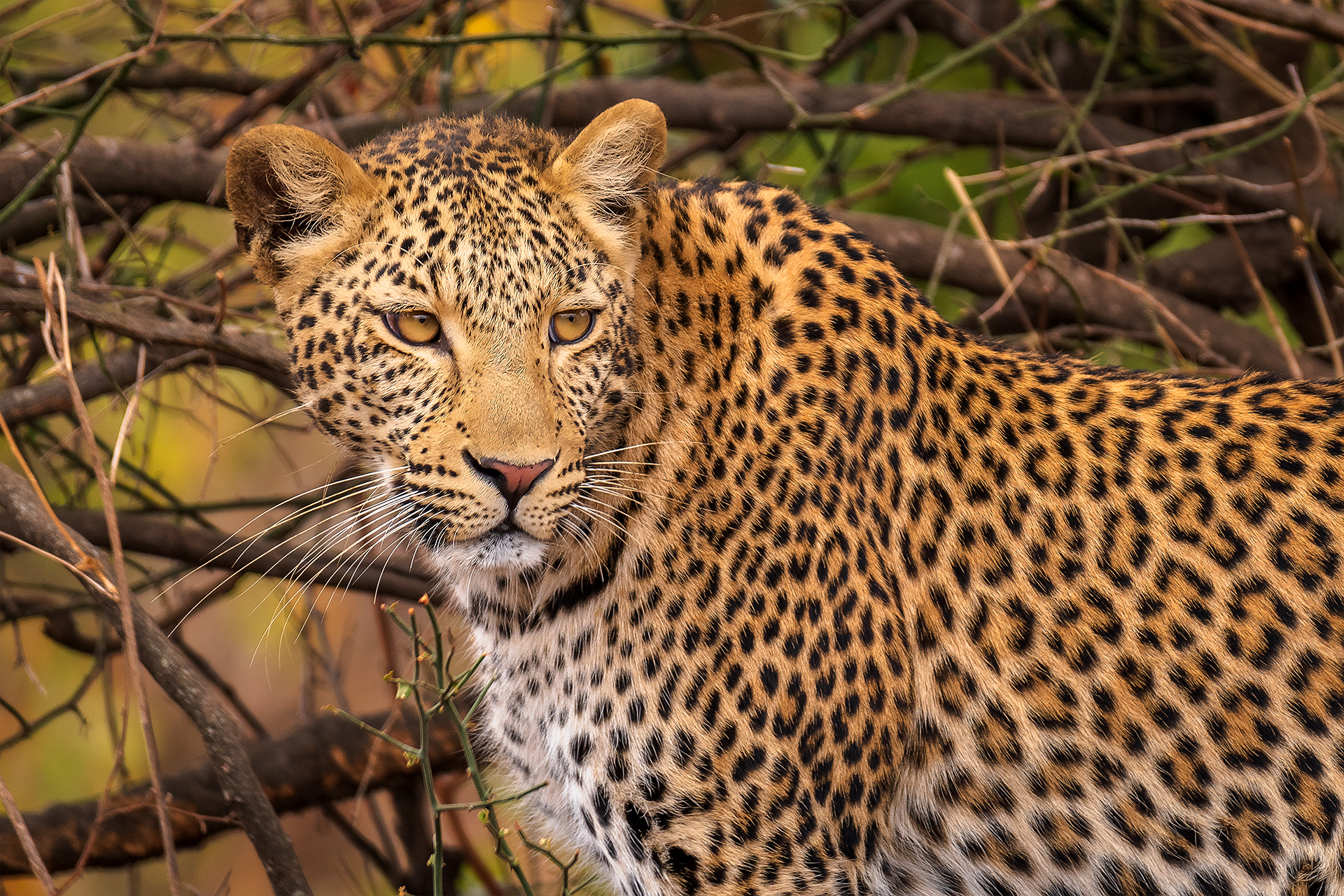 Leopard