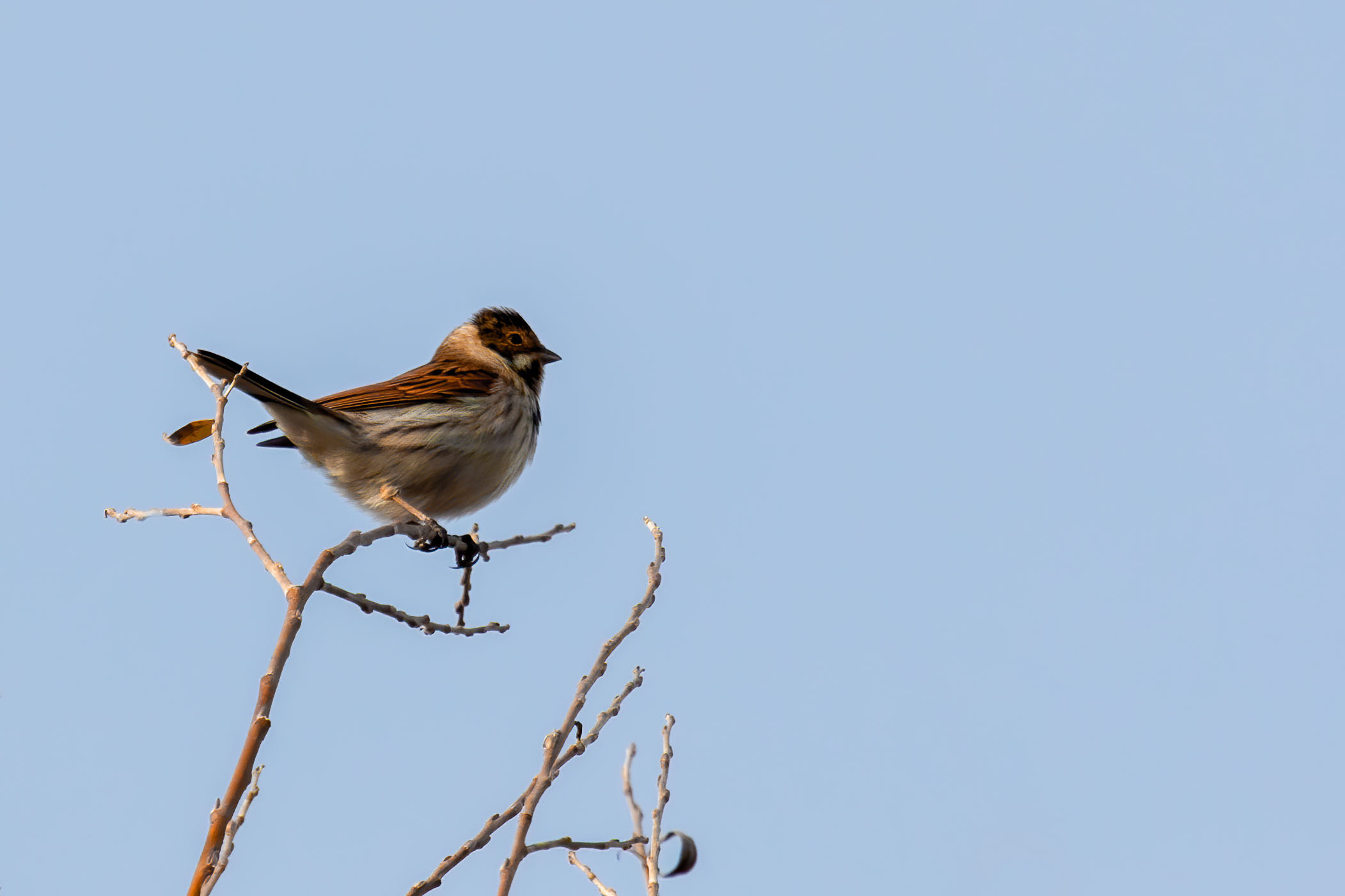 presumo migliarino di palude