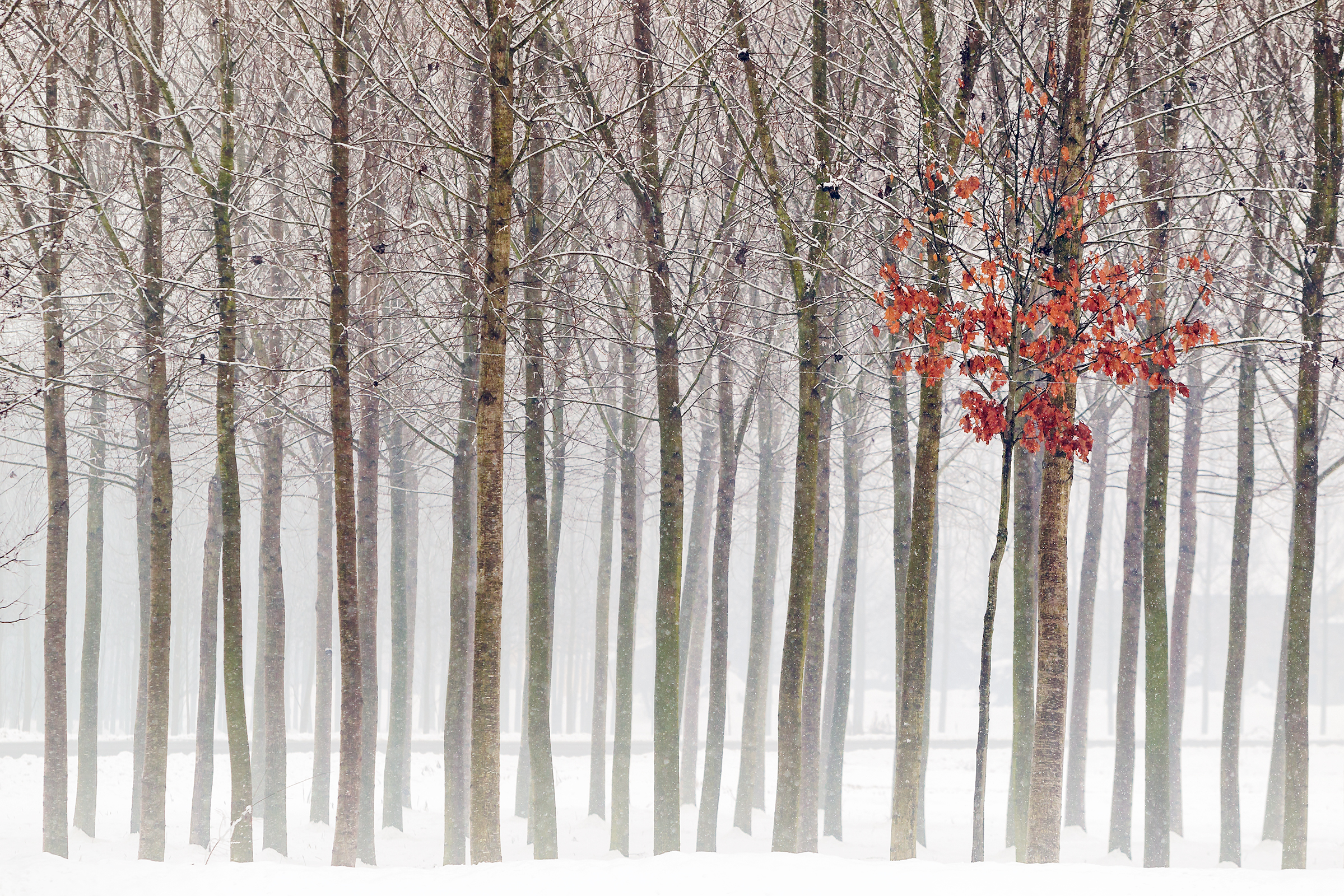 Natura, colore, neve