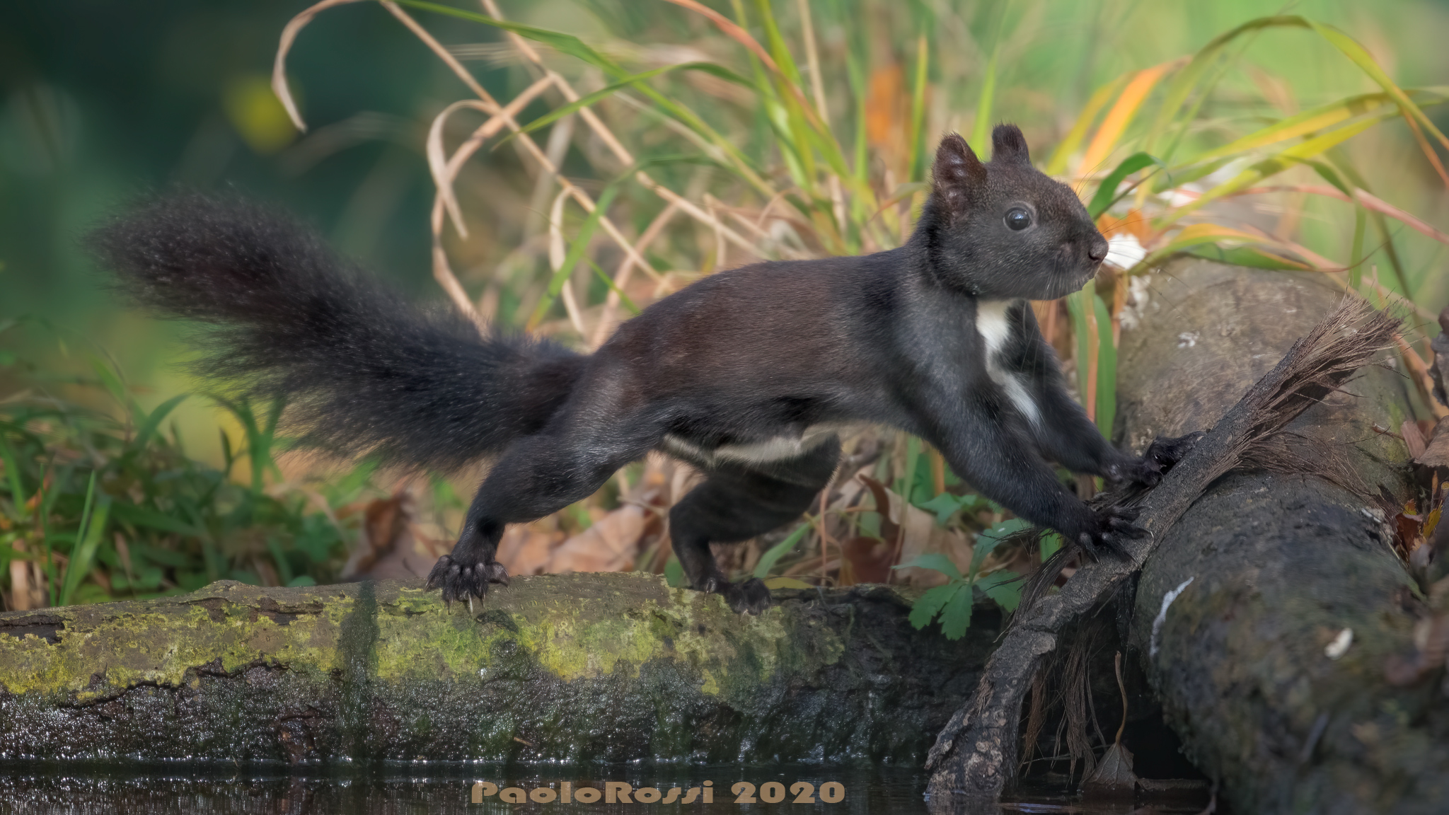 The brown squirrel...