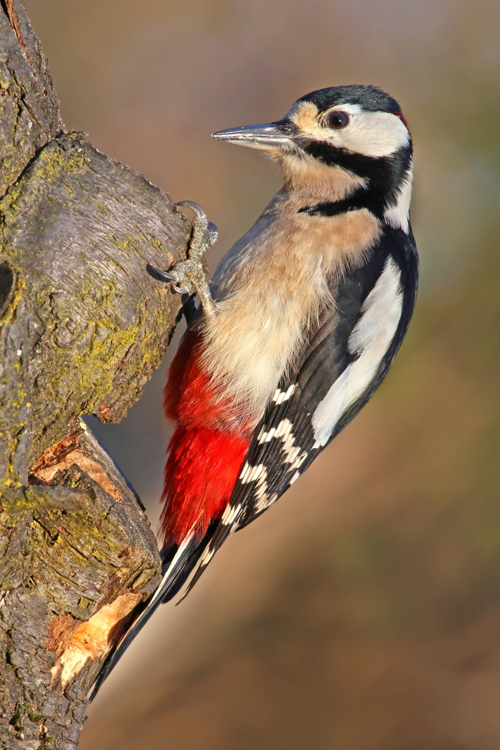 Red woodpecker