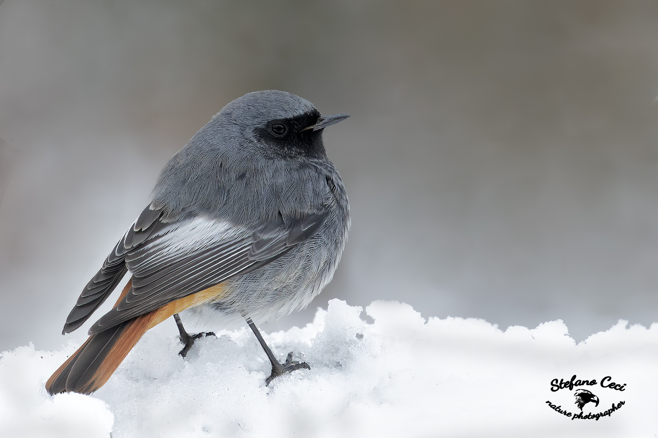 Codirosso Male Fireplace Sweeper