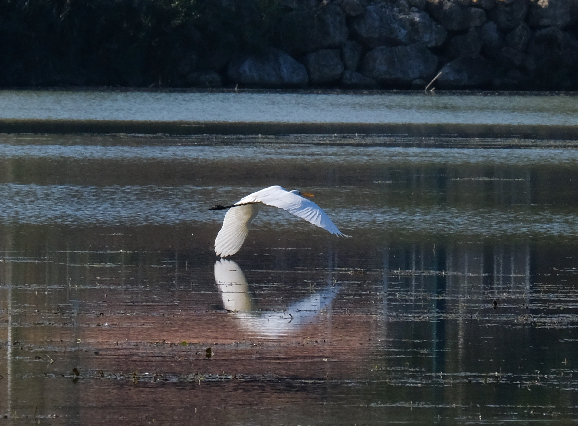 sly flight