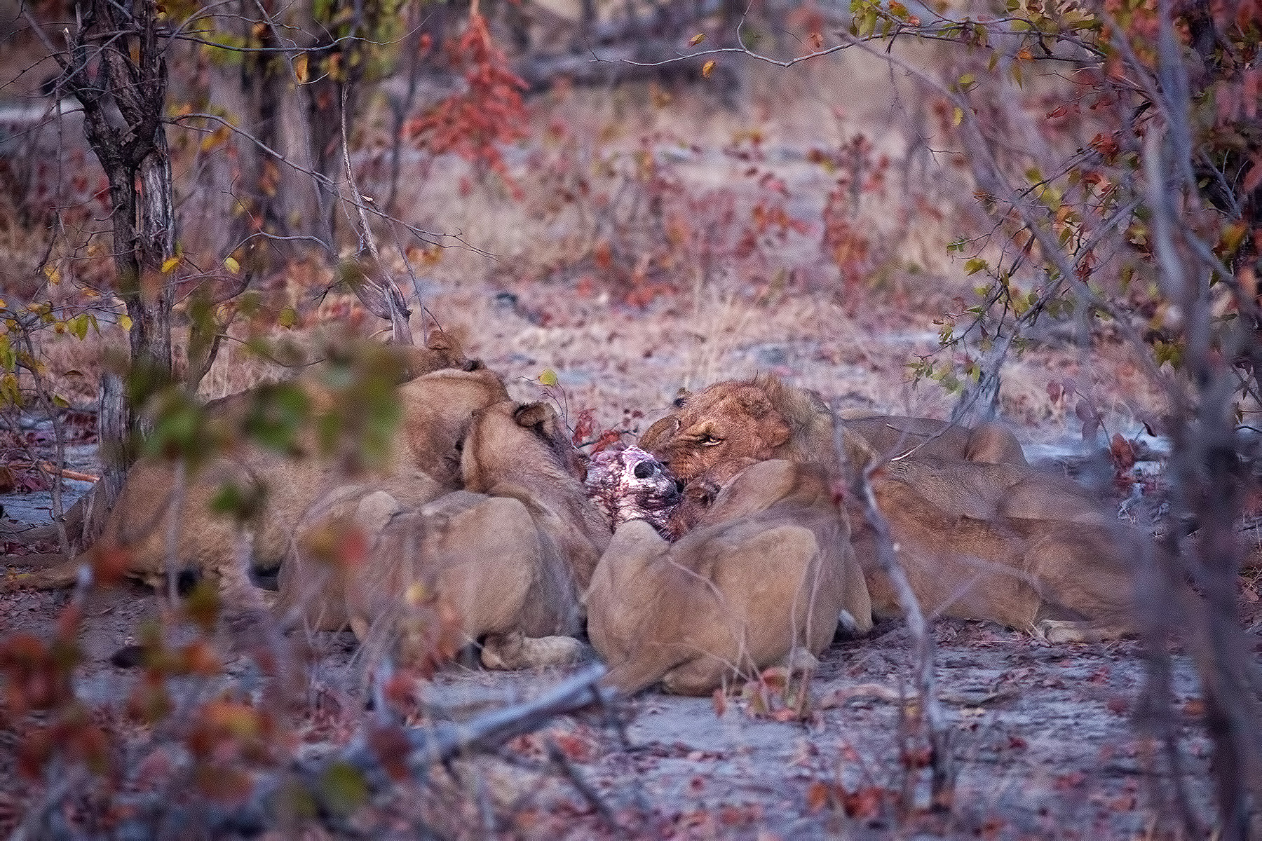 ...riprese 'l teschio misero co' denti.