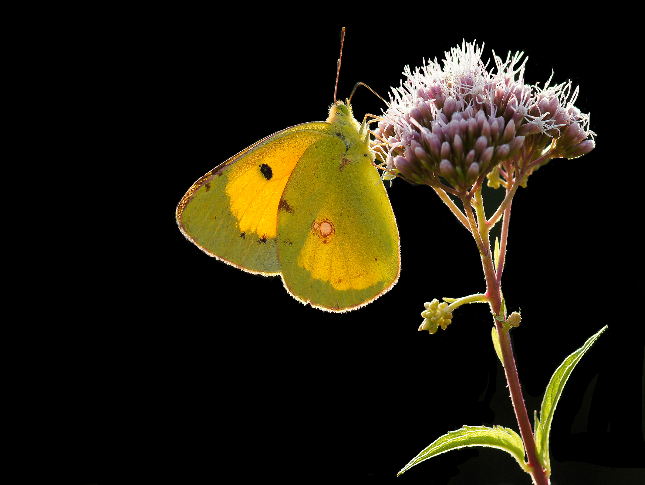 Colias croceus controluce