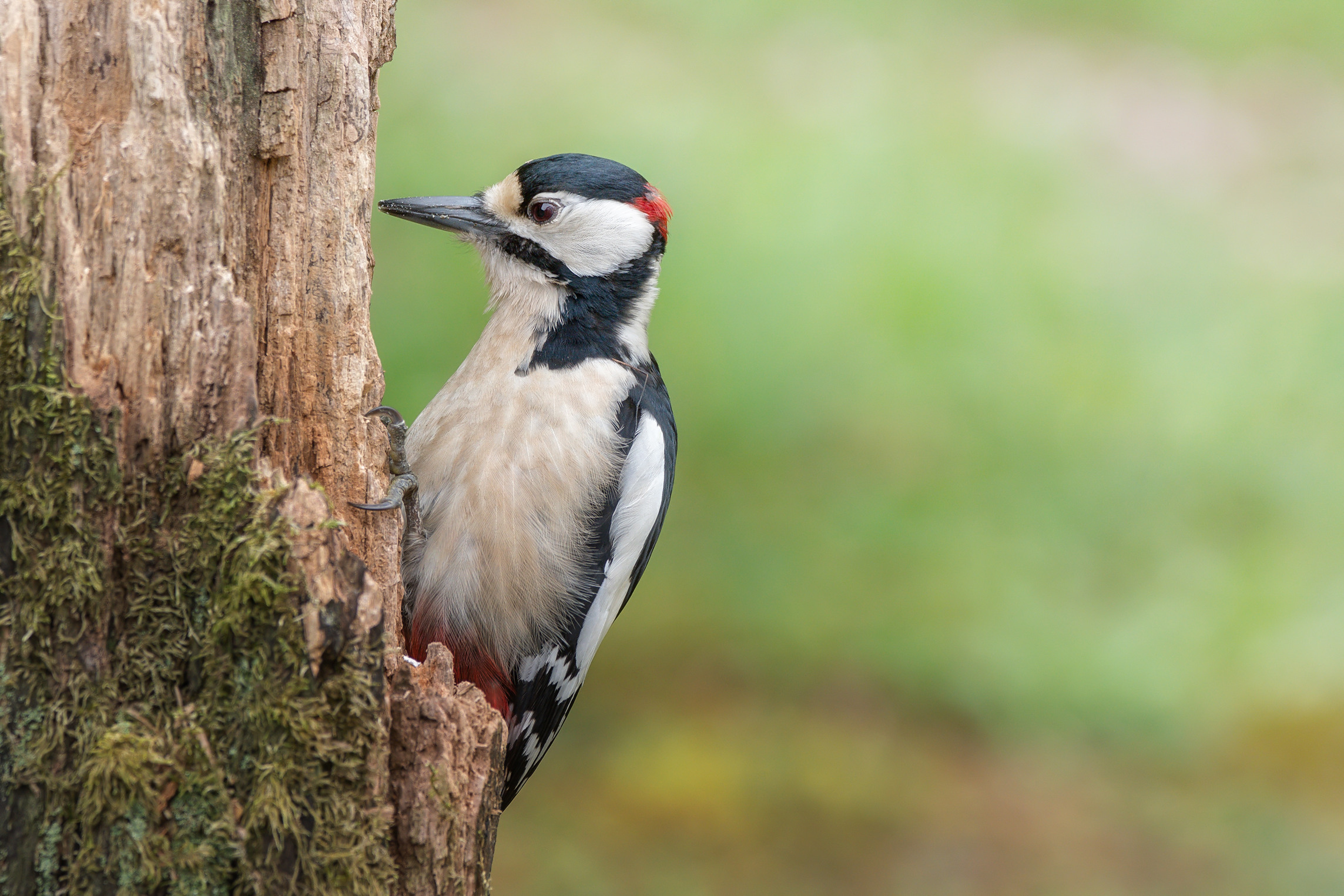 Greater red woodpecker