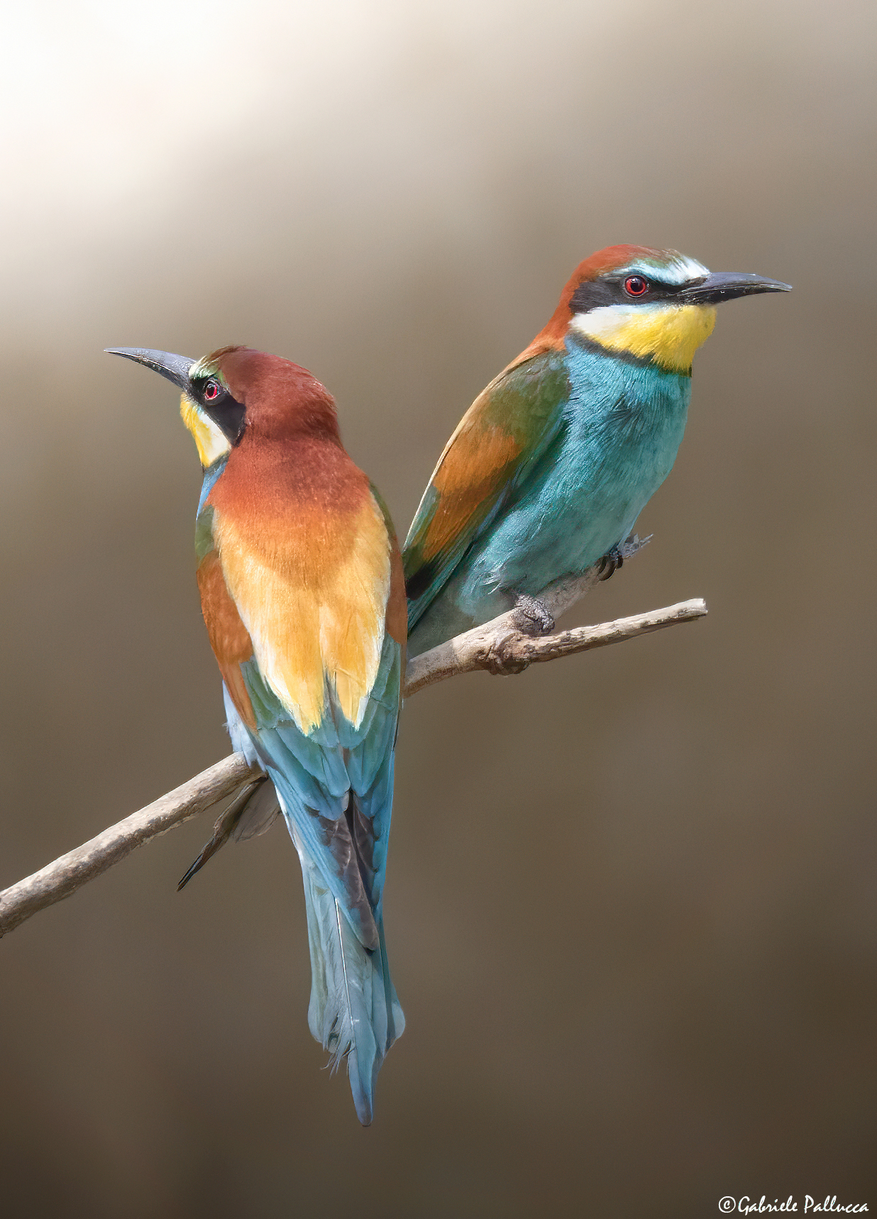 Gruccioni - Wikipedia