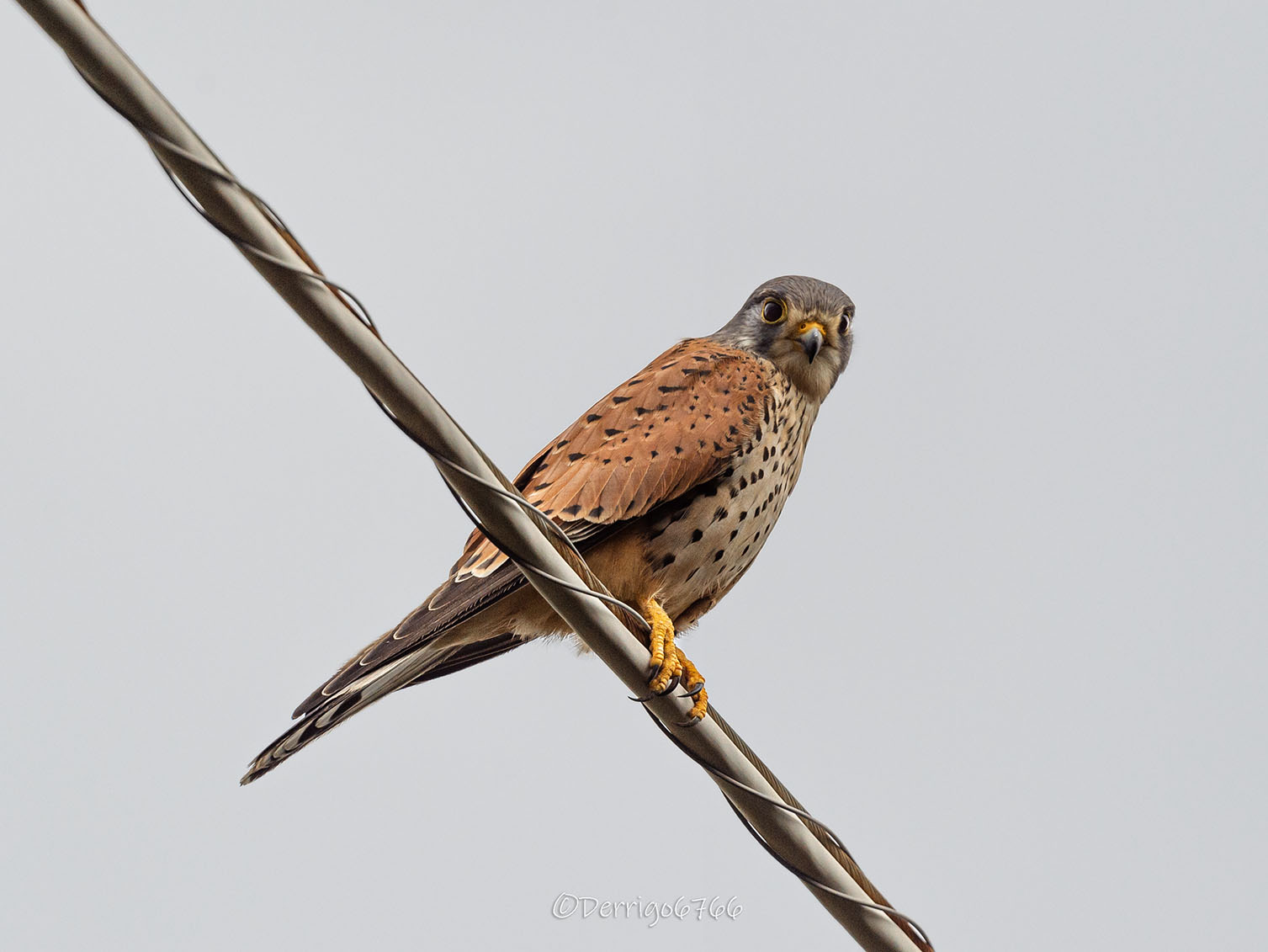 Dear cheetah friend...