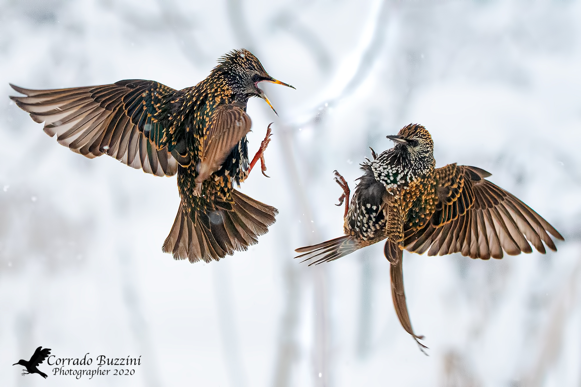 Quarrel at altitude between starlings