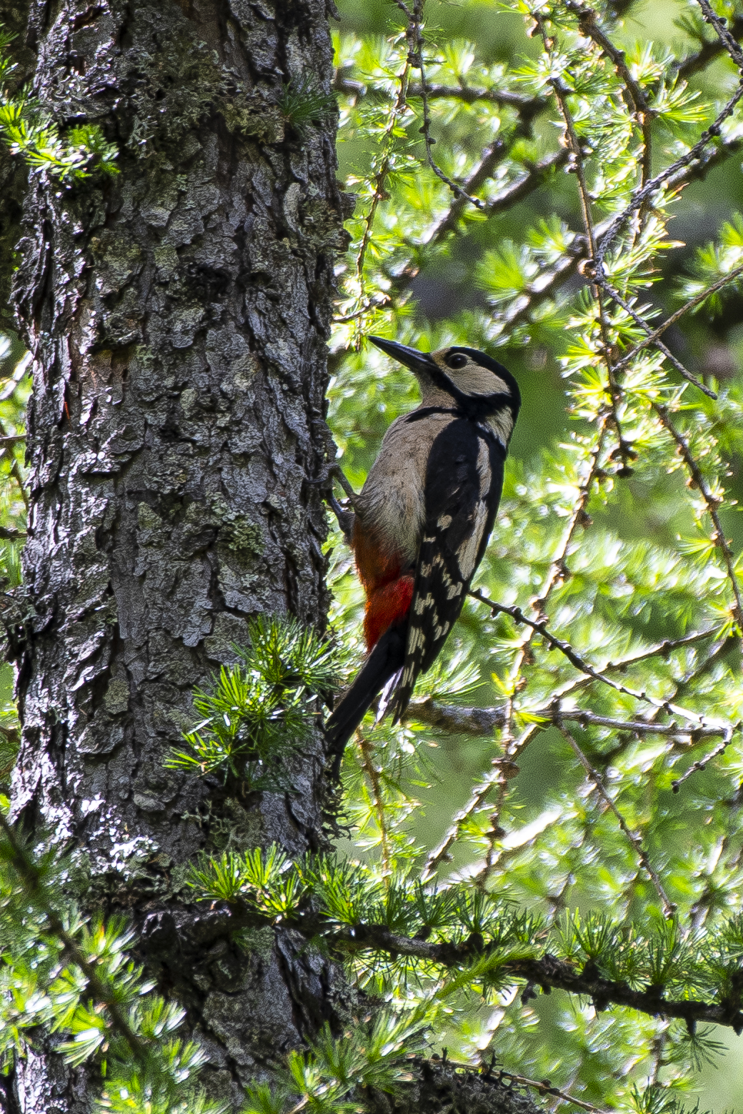 Red Woodpecker