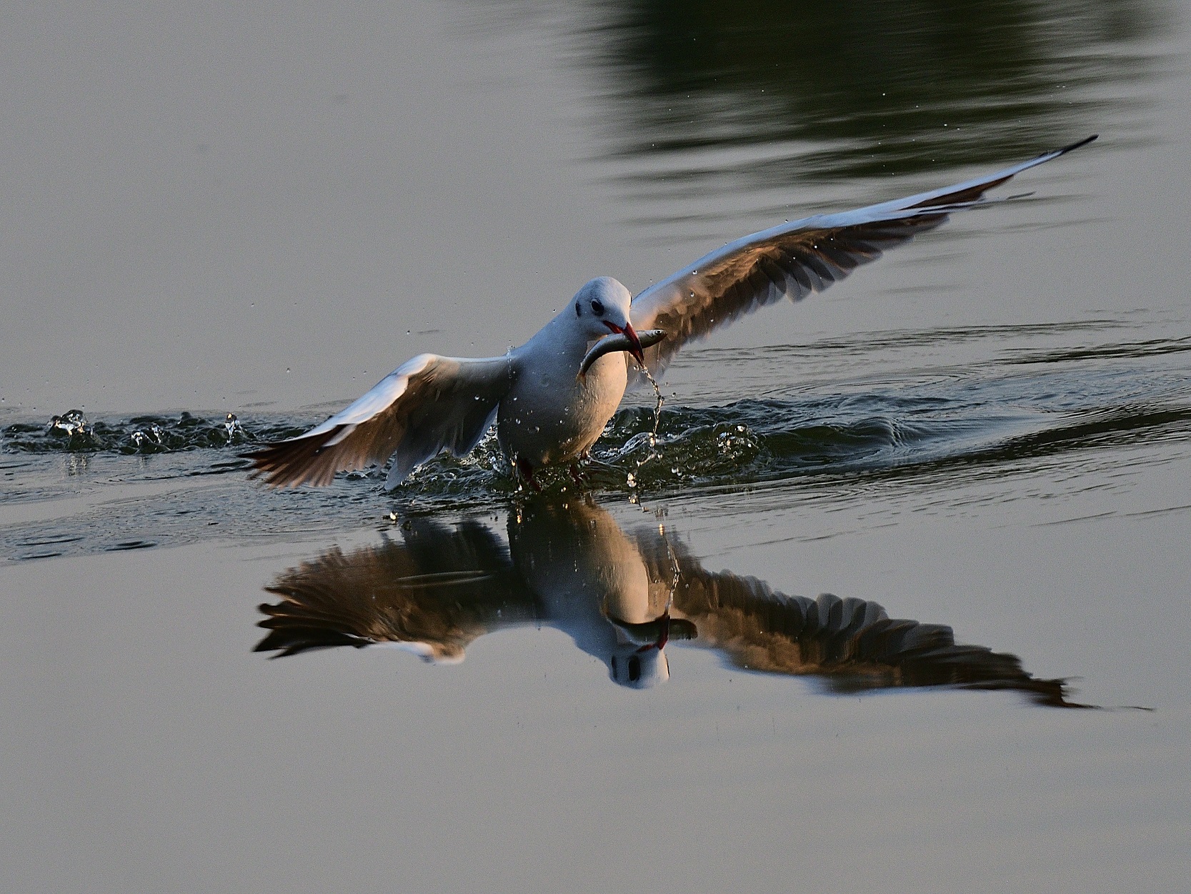 Seagull with prey