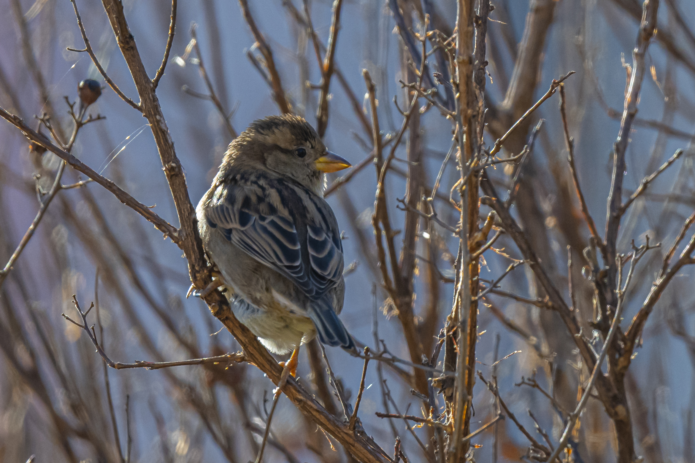 Female common sparrow