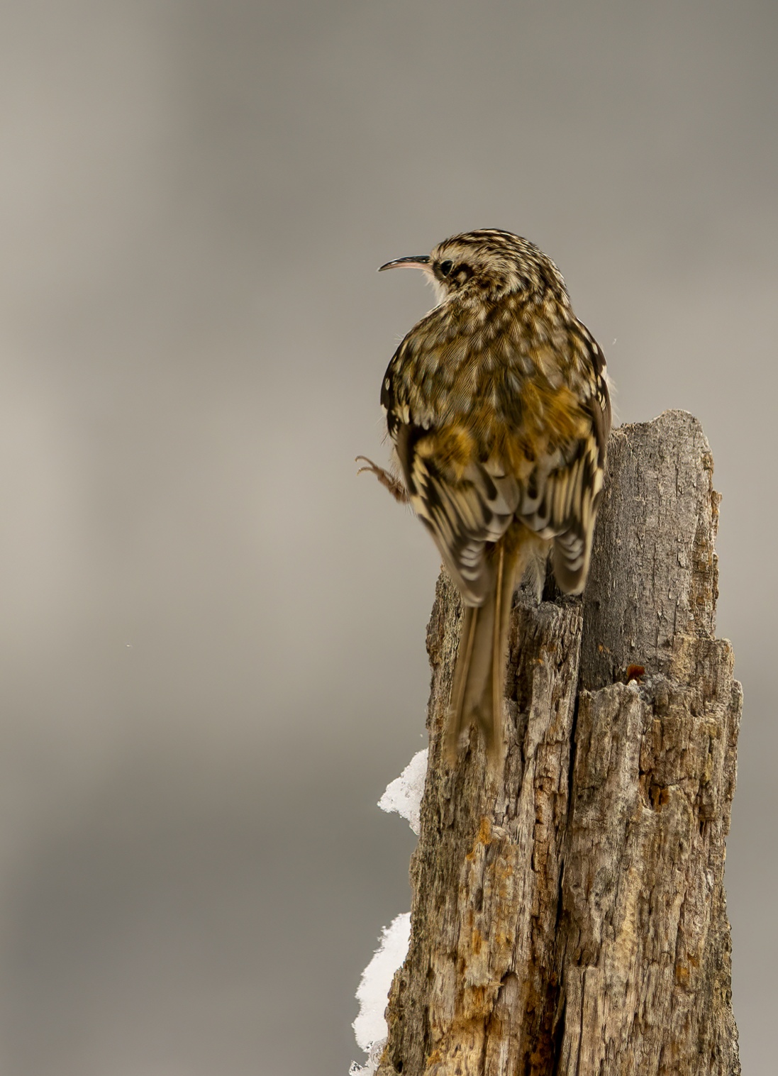 Rampichino in acrobazia