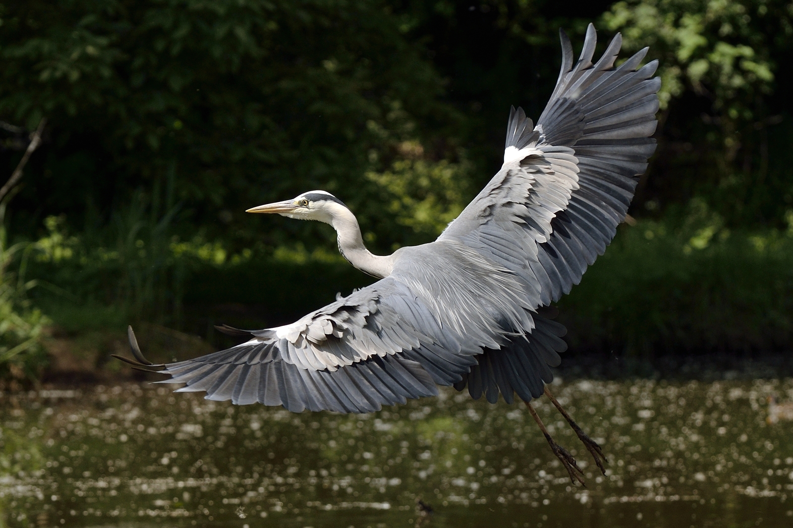 Heron