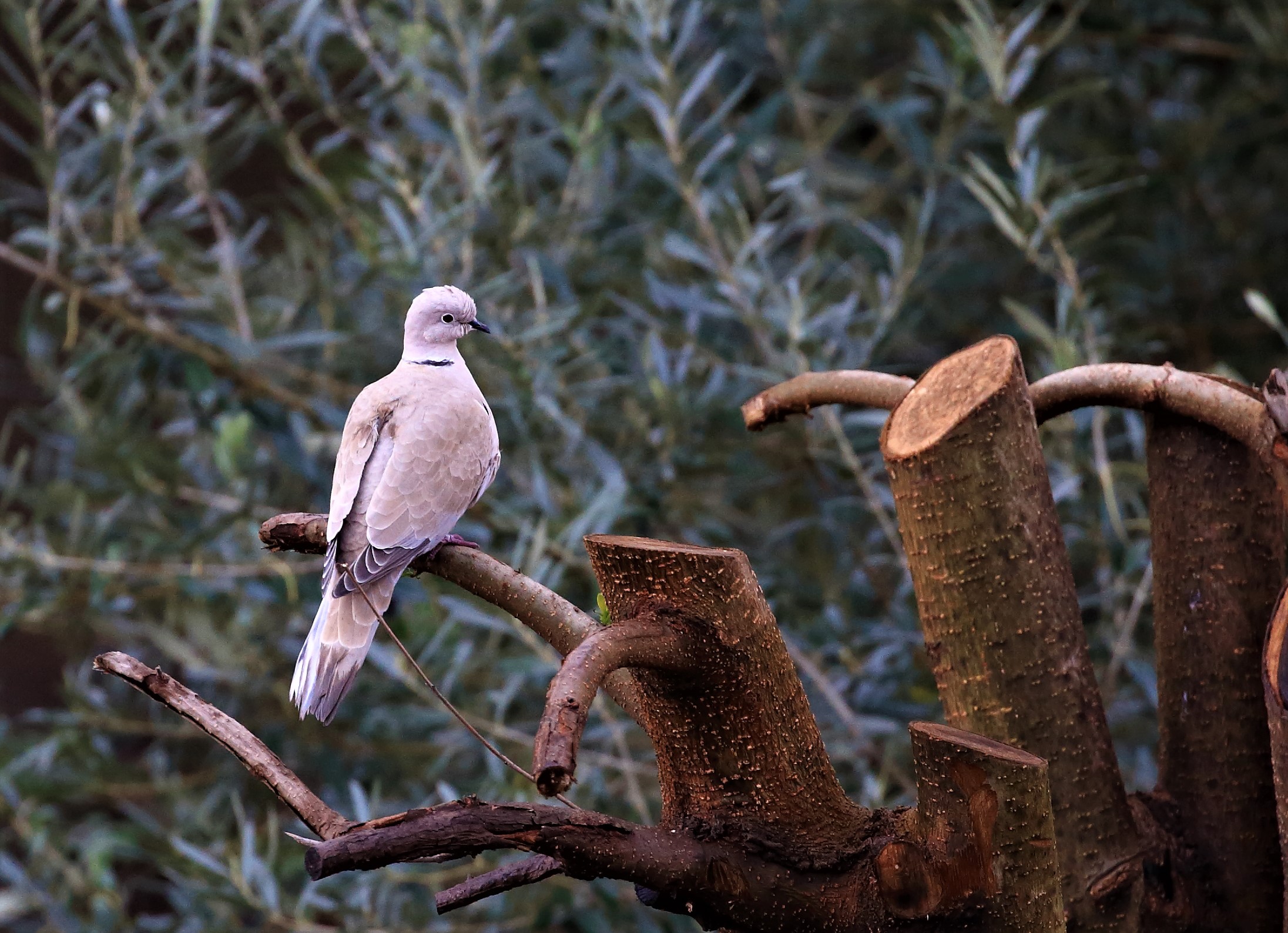 Caccia fotografica dal salotto di casa