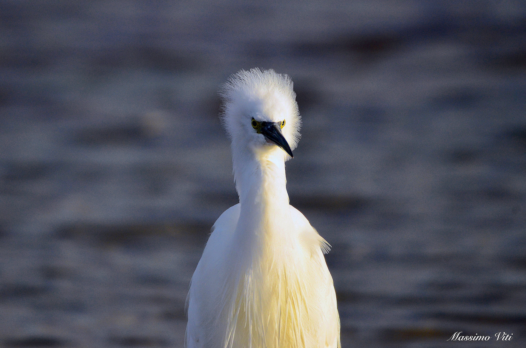 Garzetta ... infreddolita