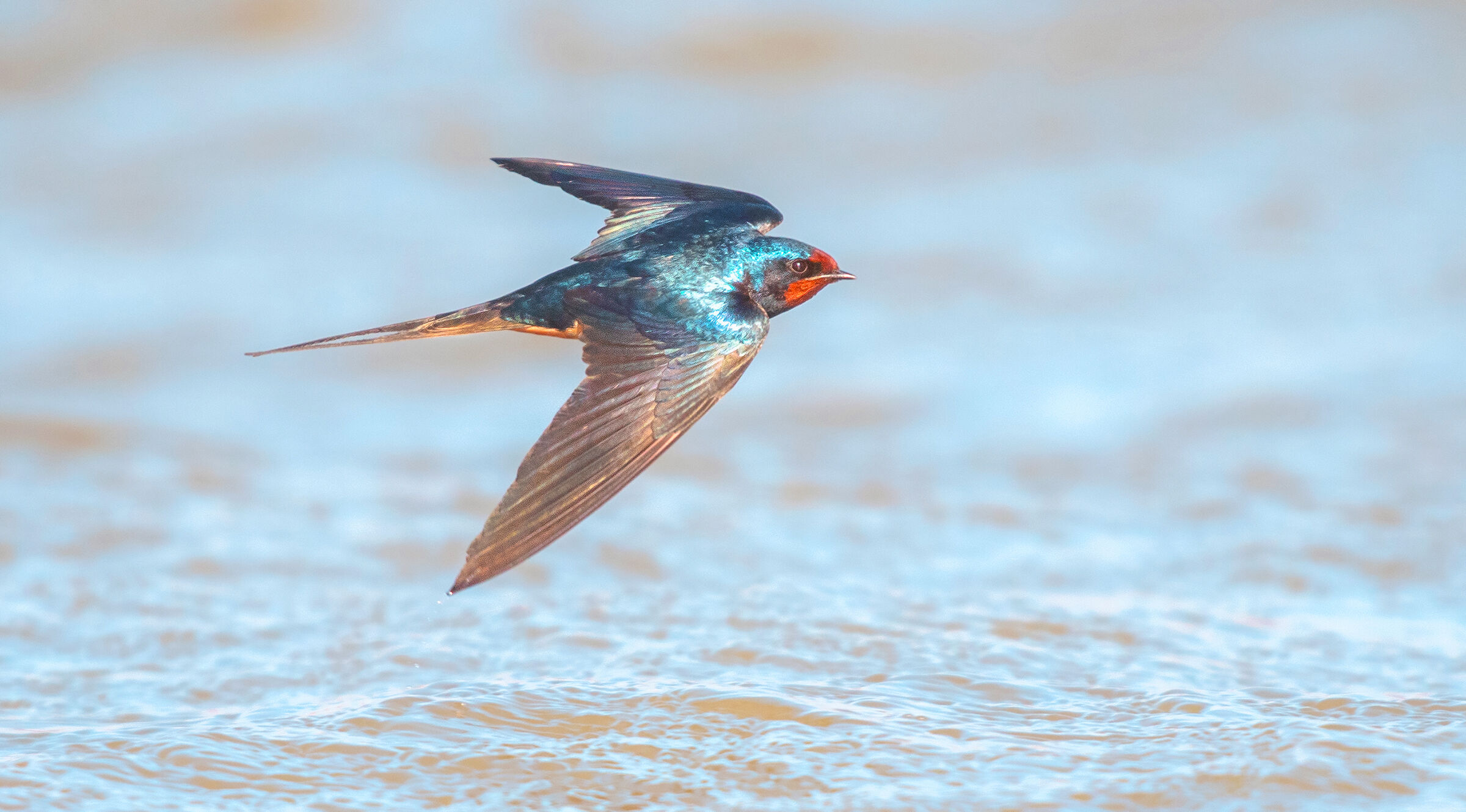 scrematura-fienile rondine