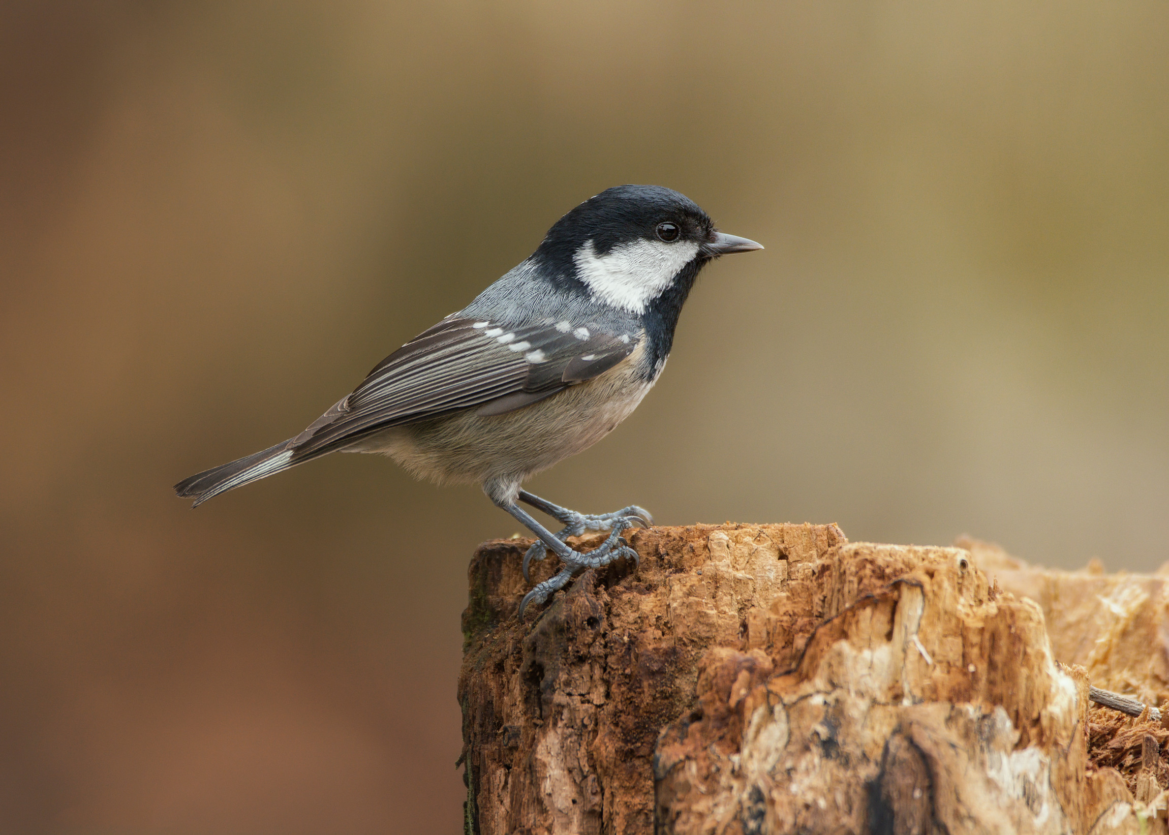 Cincia mora - Wikipedia