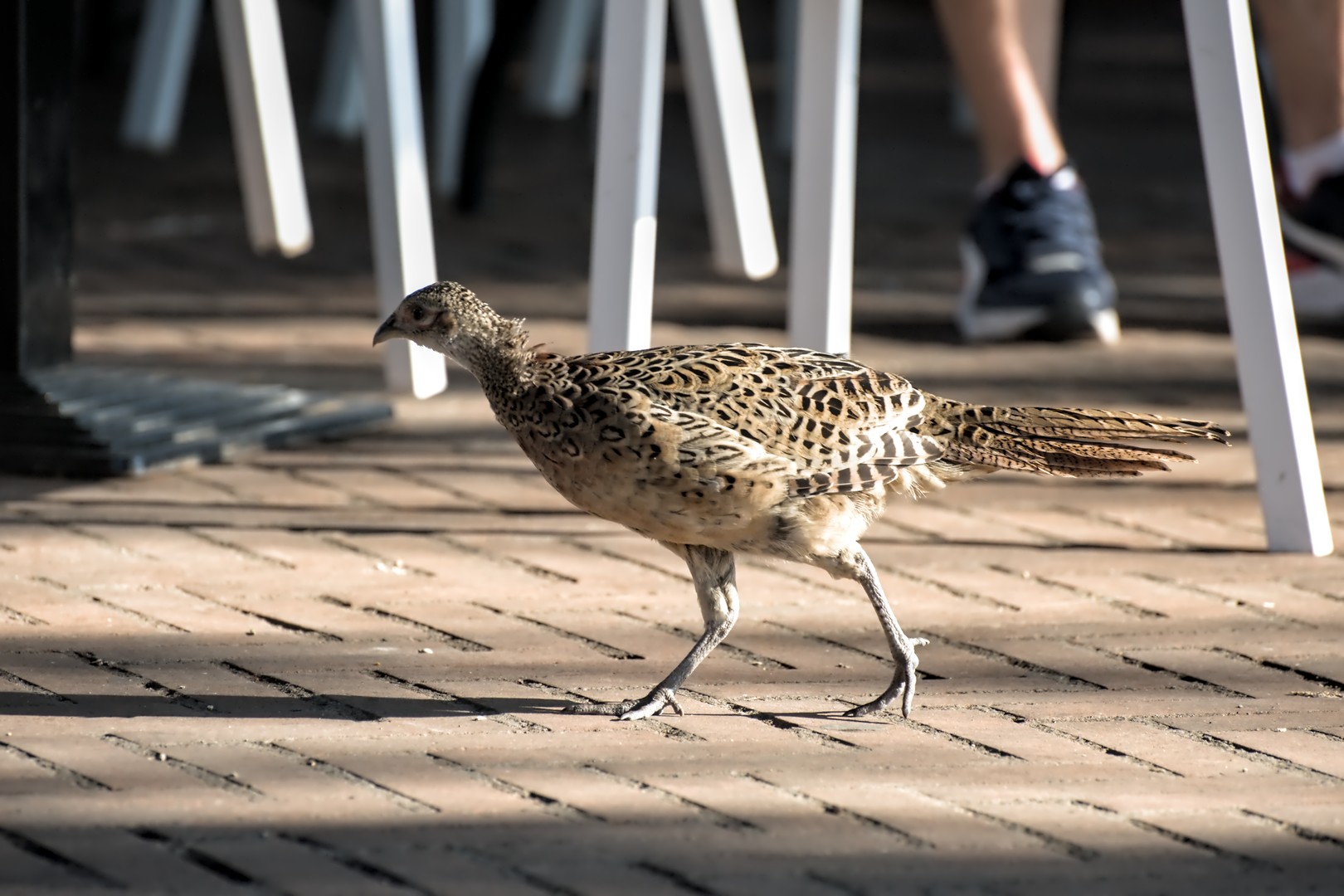 Pheasant at the bar