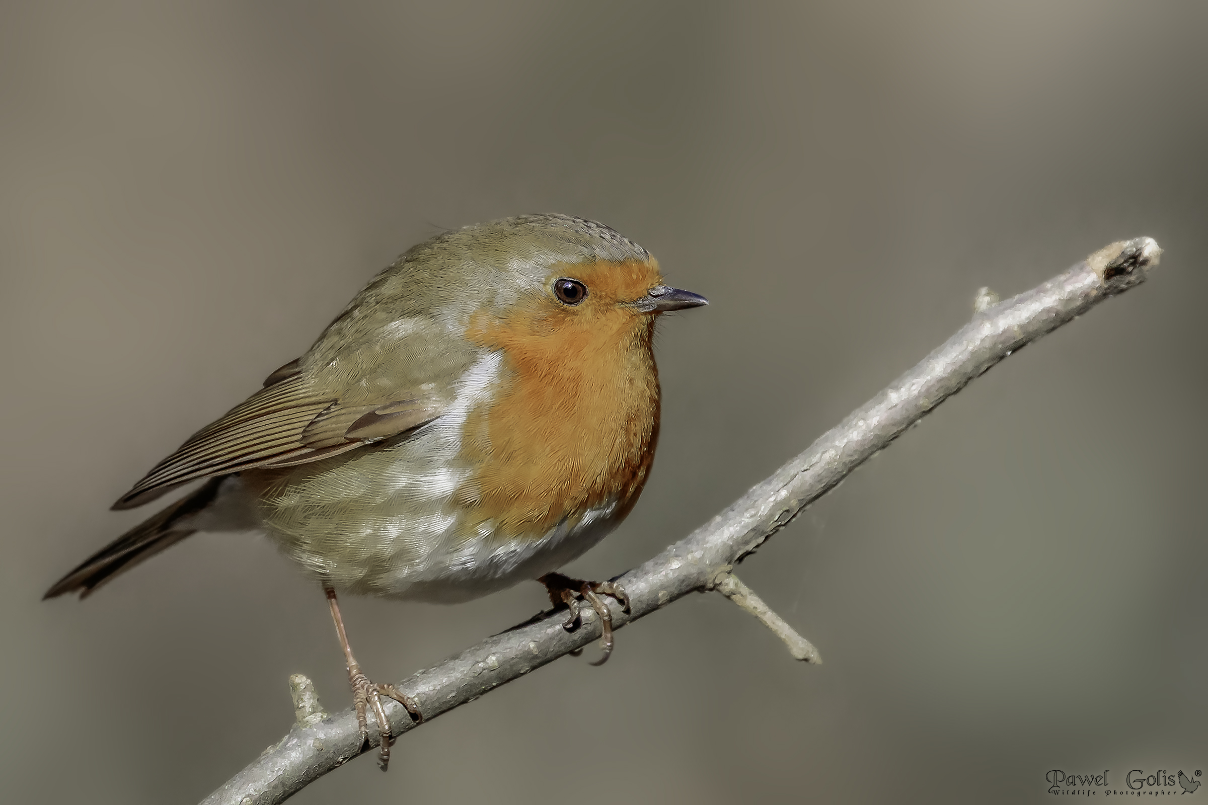 Pettirosso europeo (Erithacus rubecula)