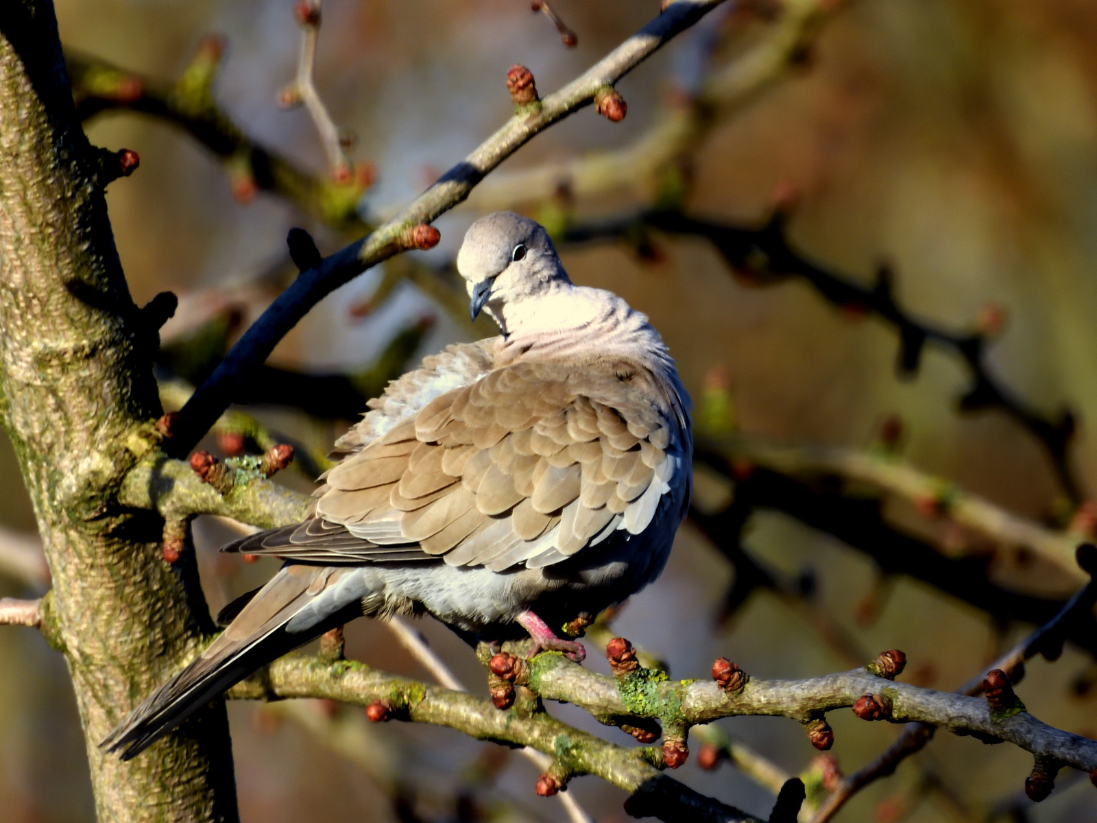Tortora dal collare - Test Nikon p950
