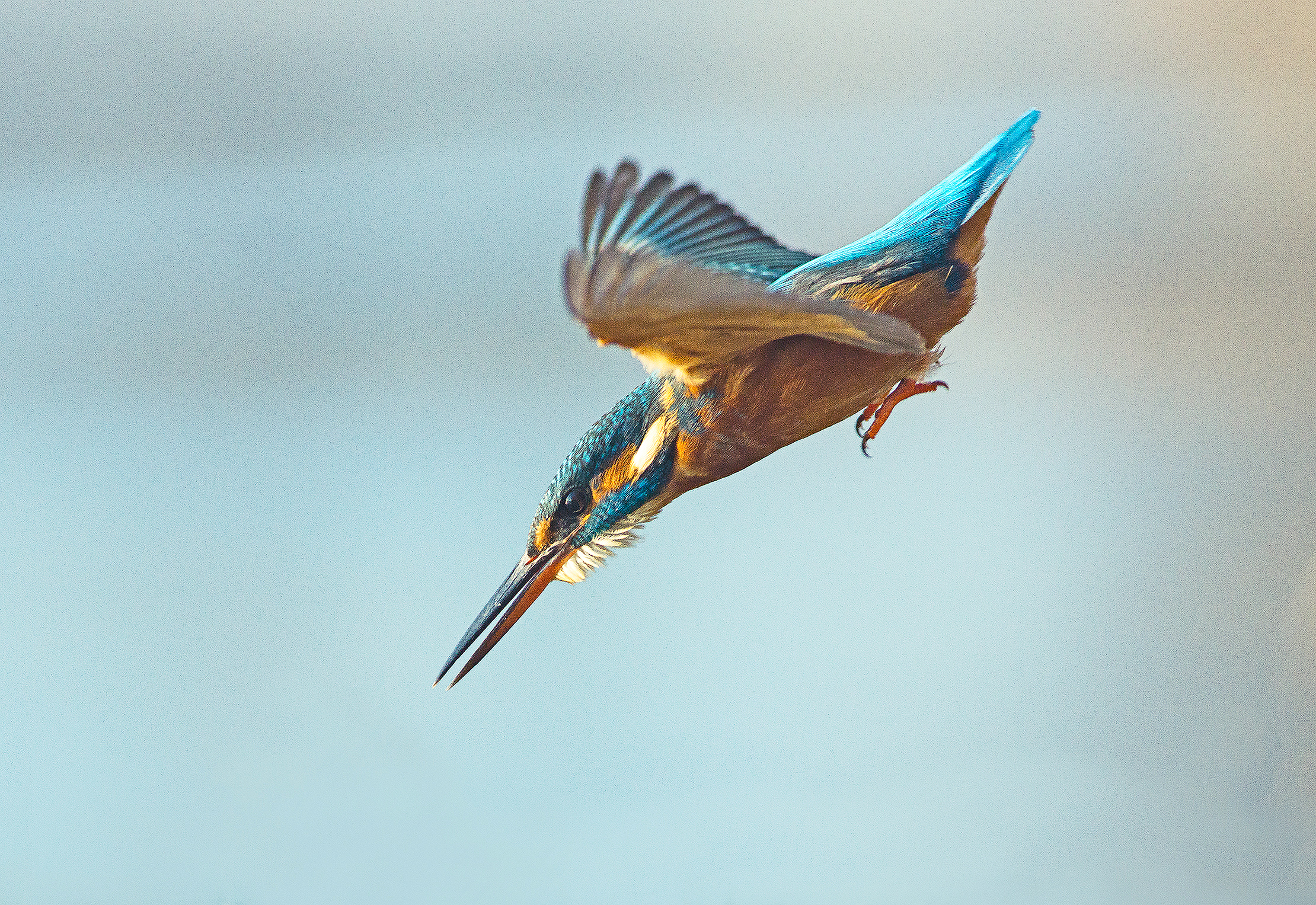 Martino in picchiata