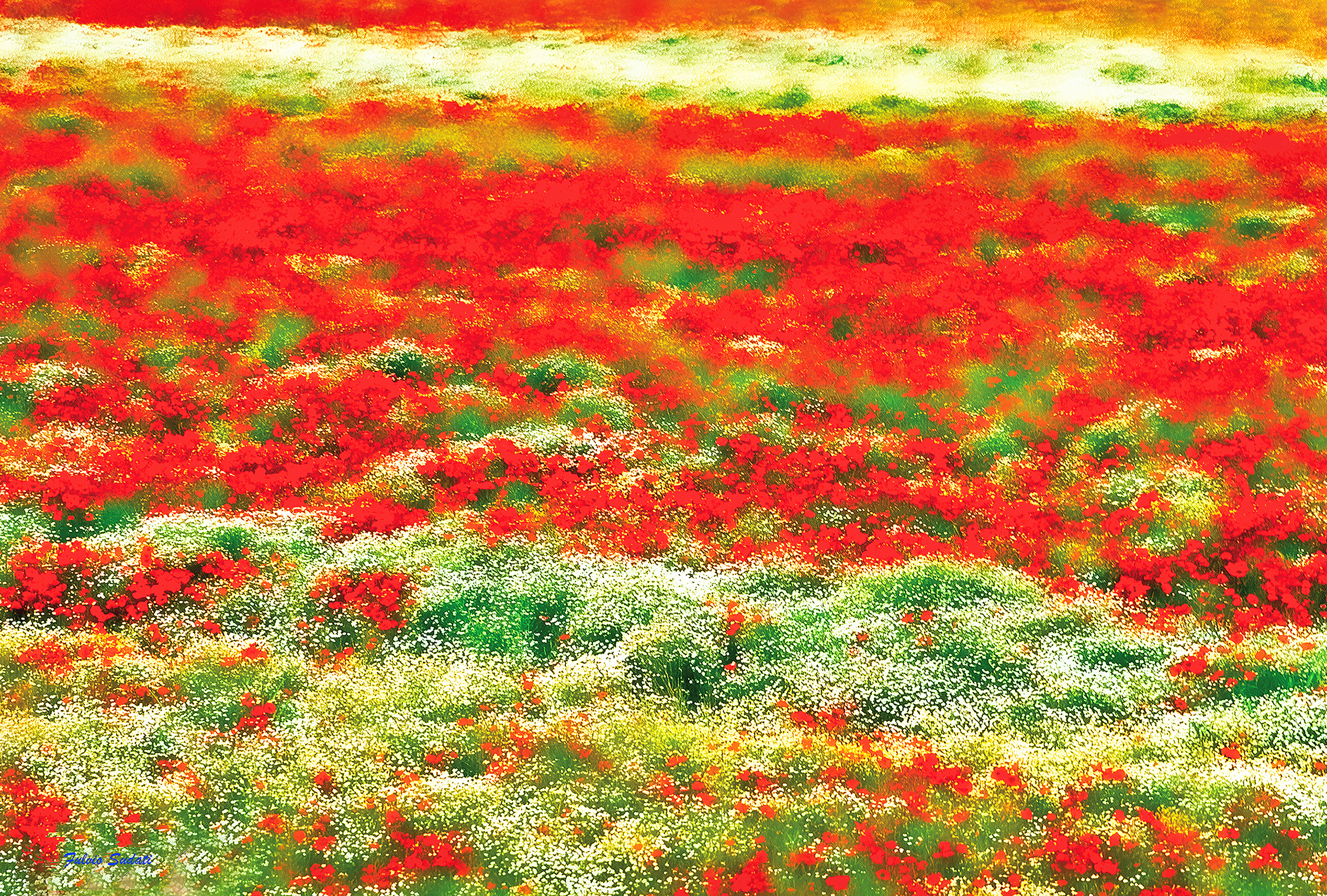 Chamomile and poppies