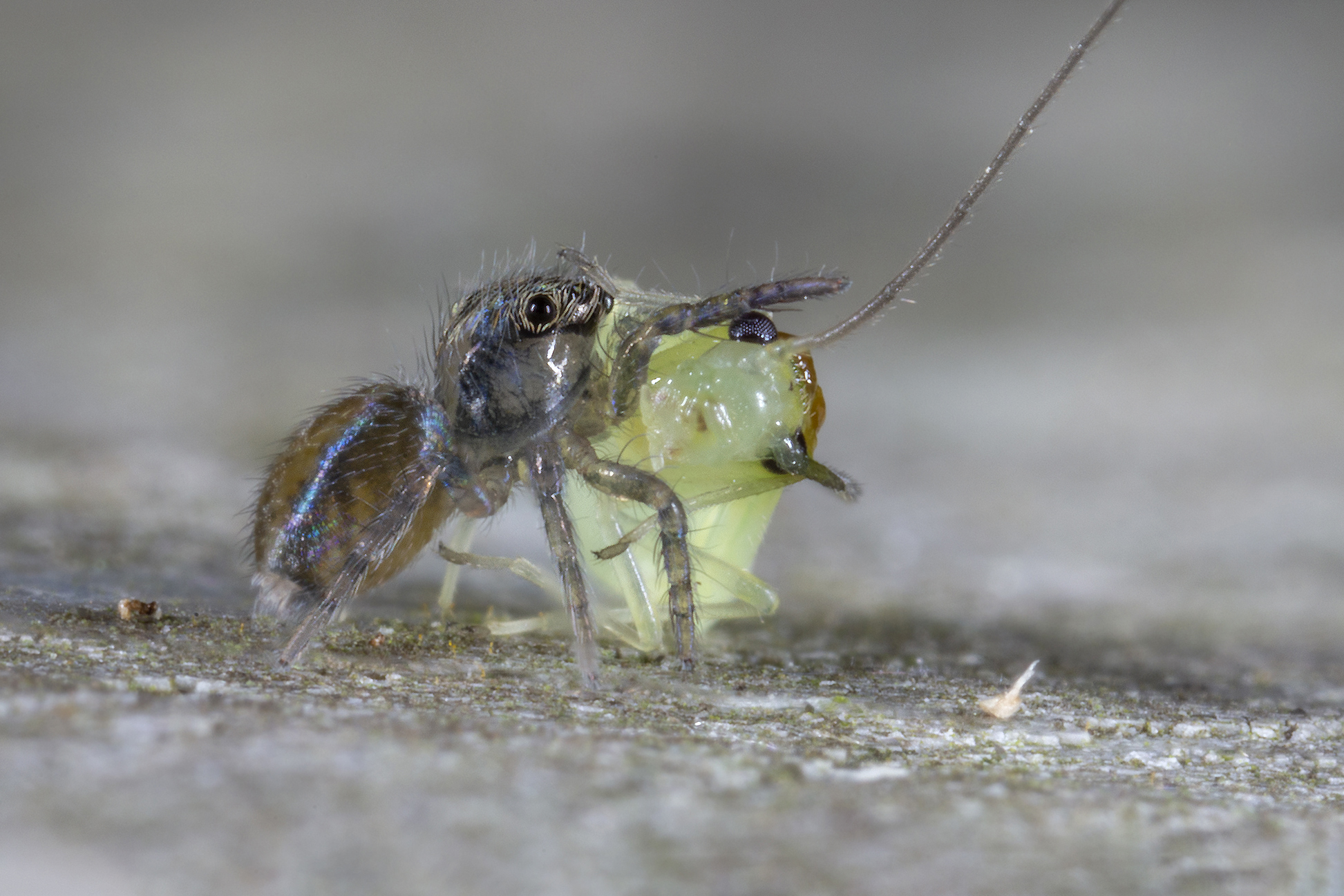 Saitis barbipes male with Psocopter
