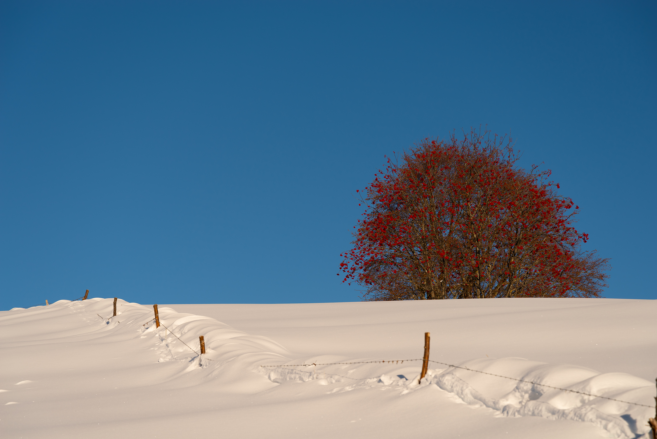 The Sorbo in the Snow