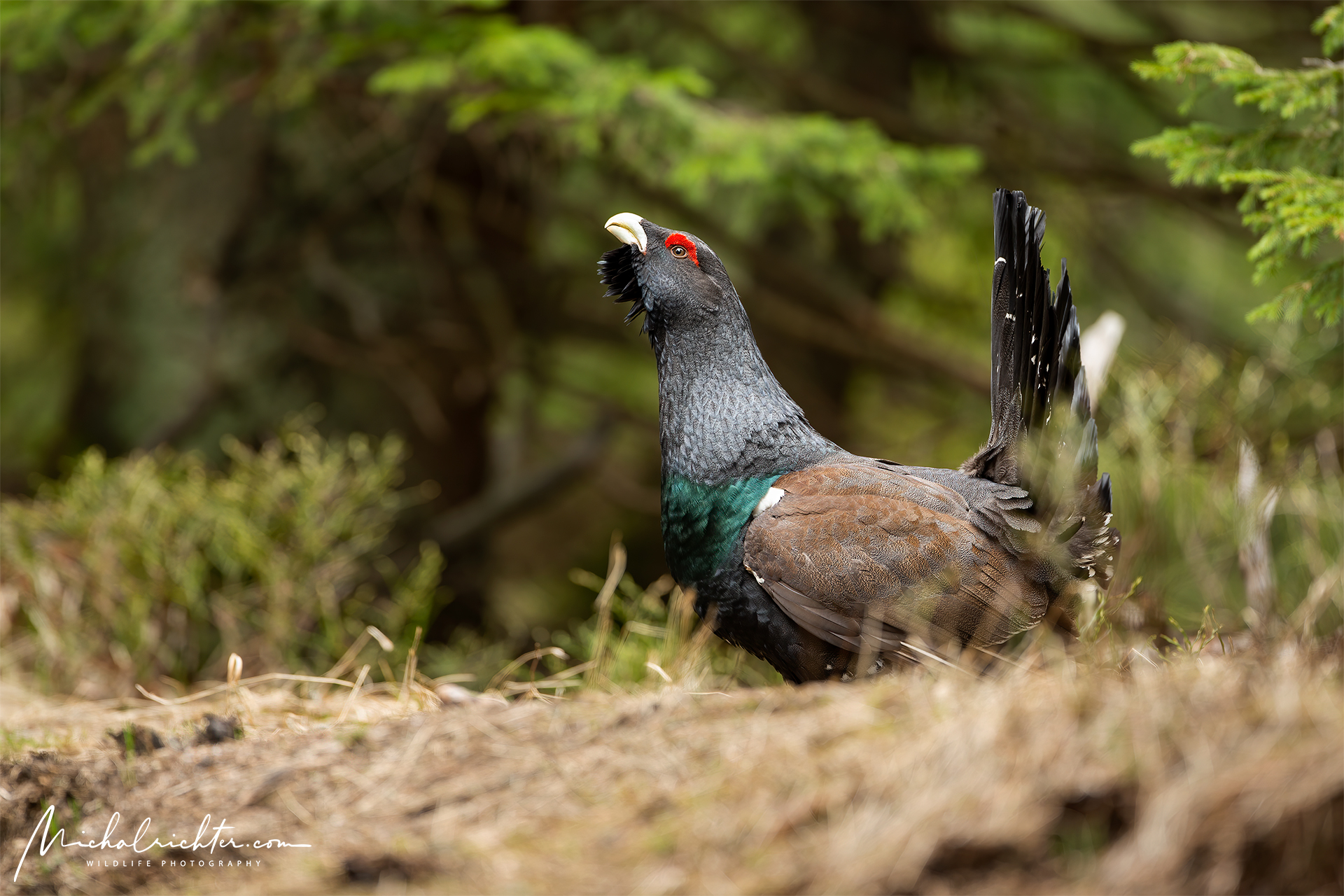 Tetrao urogallus (Western capercaillie)
