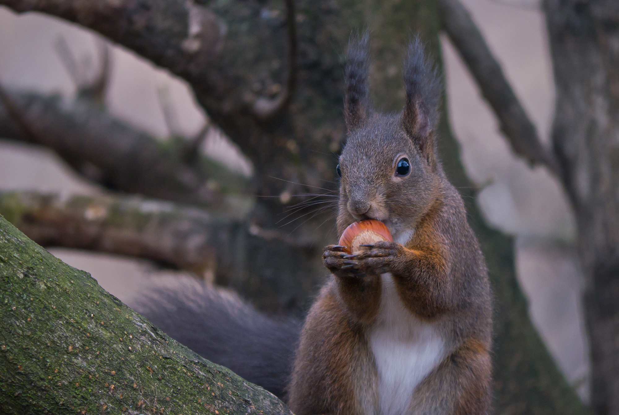 Scoiattolo Rosso (esemplare adulto)